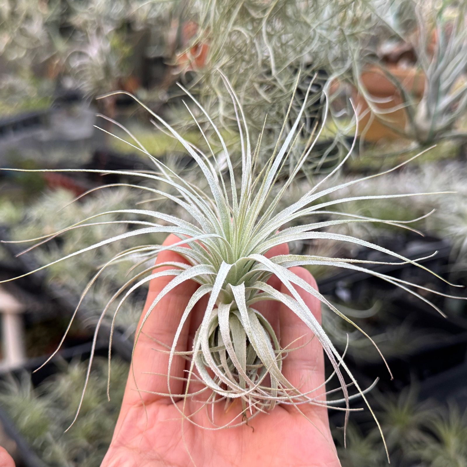 現品＊ チランジア チャペウエンシス Tillandsia chapeuensis＊エア