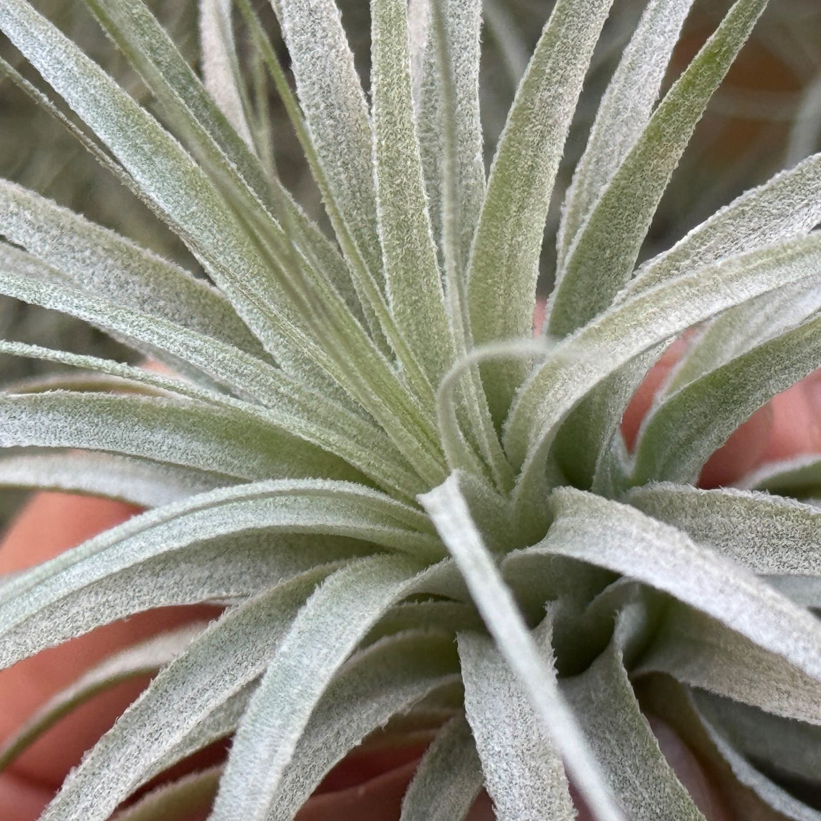 現品＊ チランジア チャペウエンシス Tillandsia chapeuensis＊エア