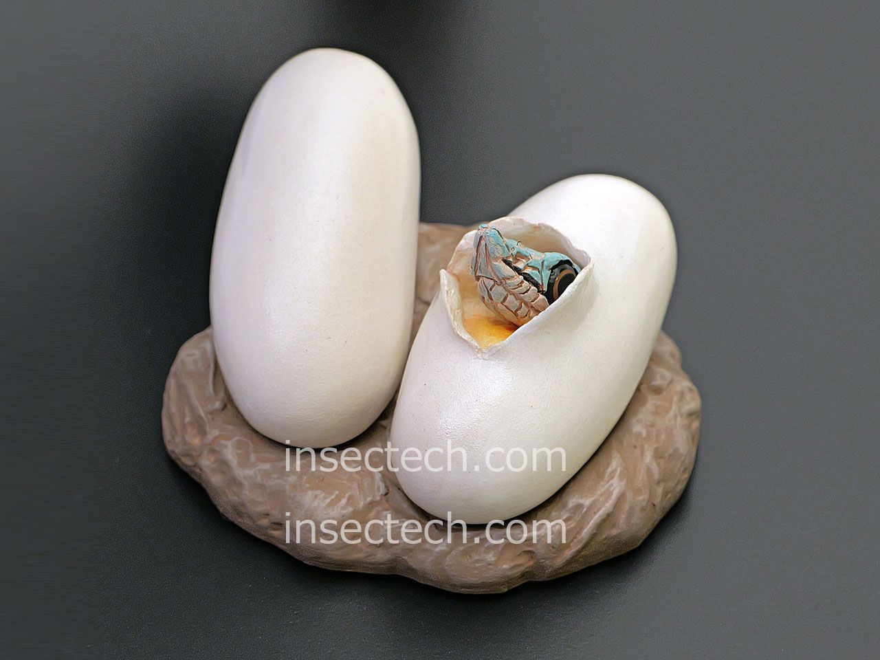 【動物の惑星】バロンコダマヘビ　特典たまご付き 新！【動物の惑星 写実シリーズ】第二弾 初回卵幼体付属 バロンコダマヘビ