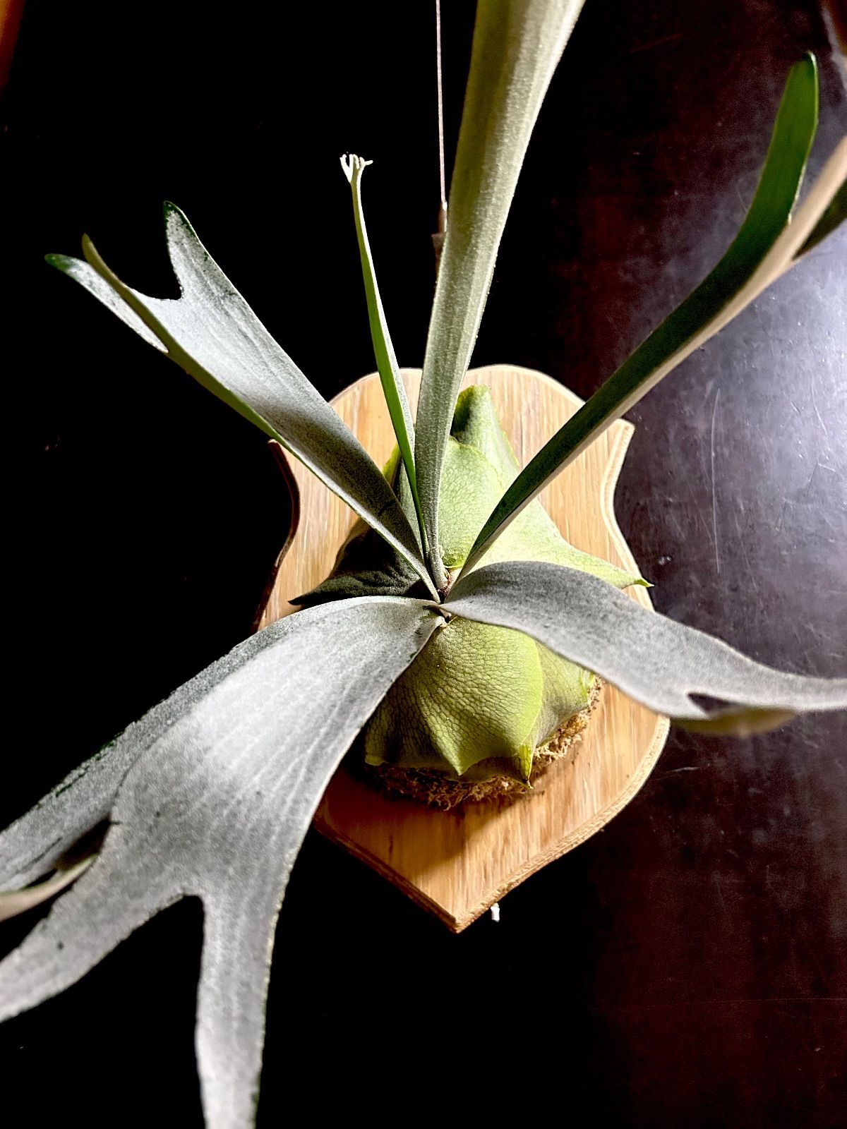 特選株 Platycerium E 1 美形 板付 ビカクシダ 観葉植物 フラワー ガーデニング