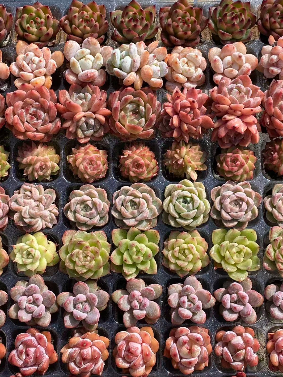 NT35【ブラックフライデー限定】根付き105苗＆15種の土セット✨多肉