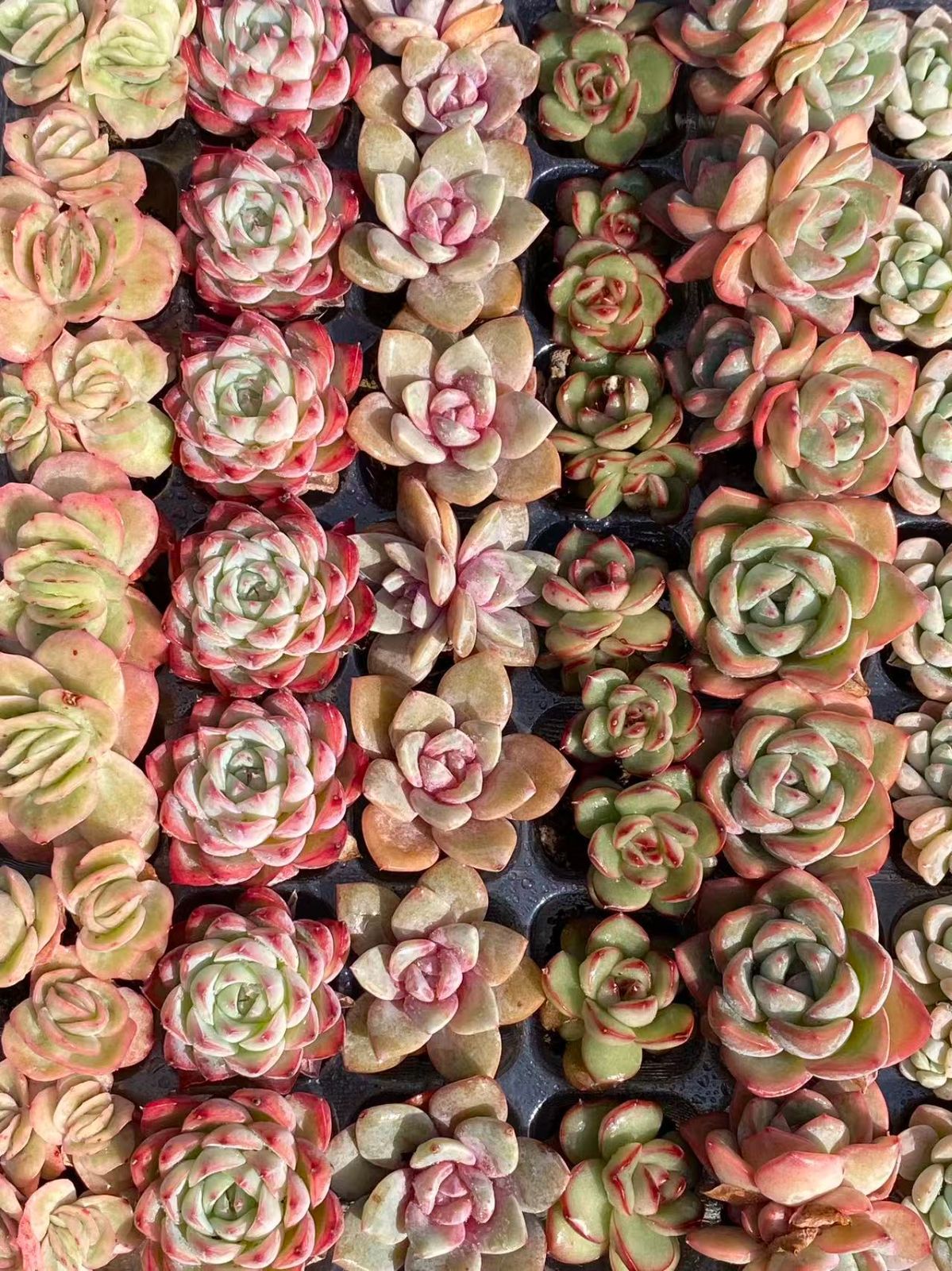 NT35【ブラックフライデー限定】根付き105苗＆15種の土セット✨多肉