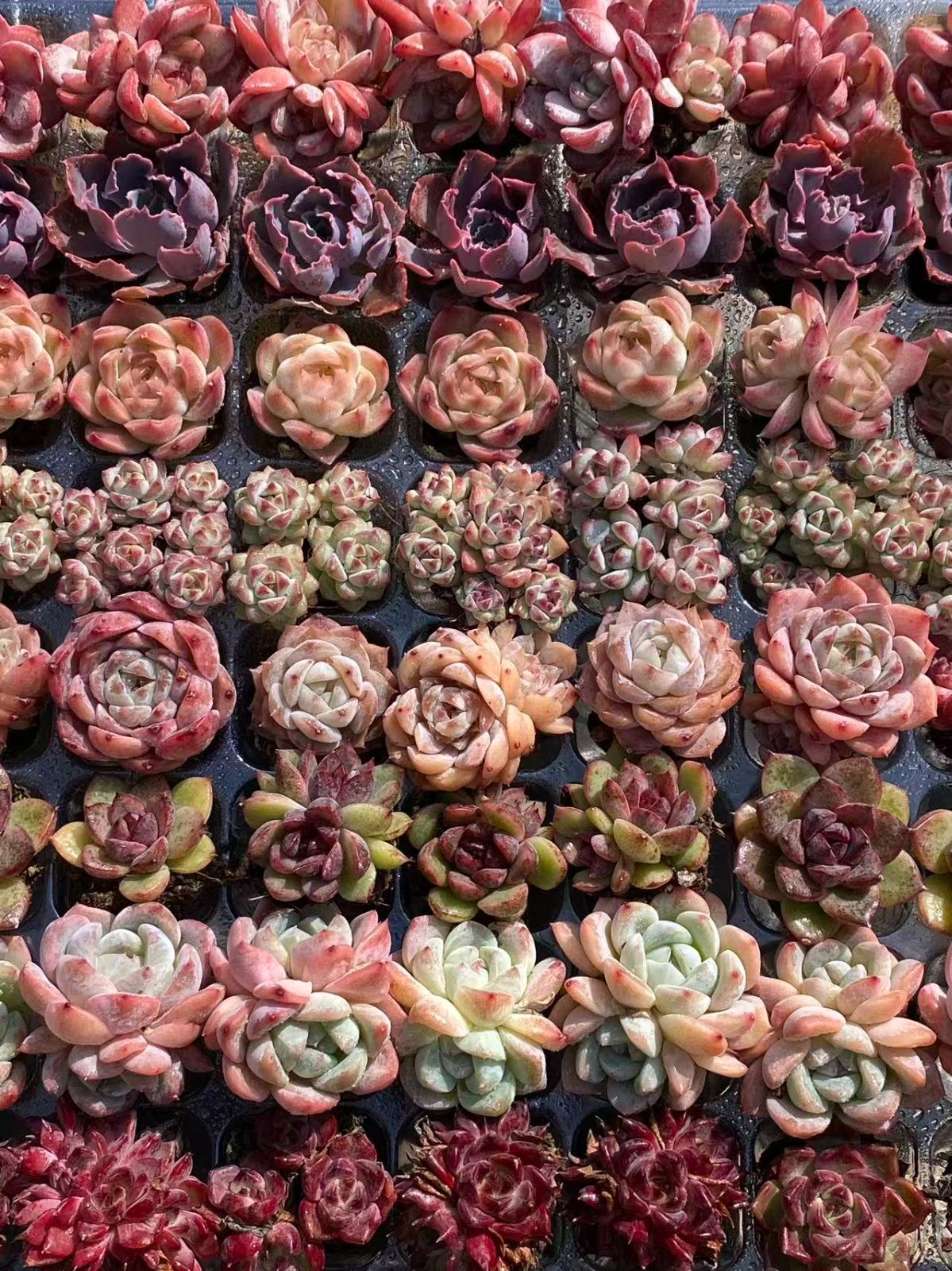 NT36【ブラックフライデー限定】根付き105苗＆15種の土セット✨多肉