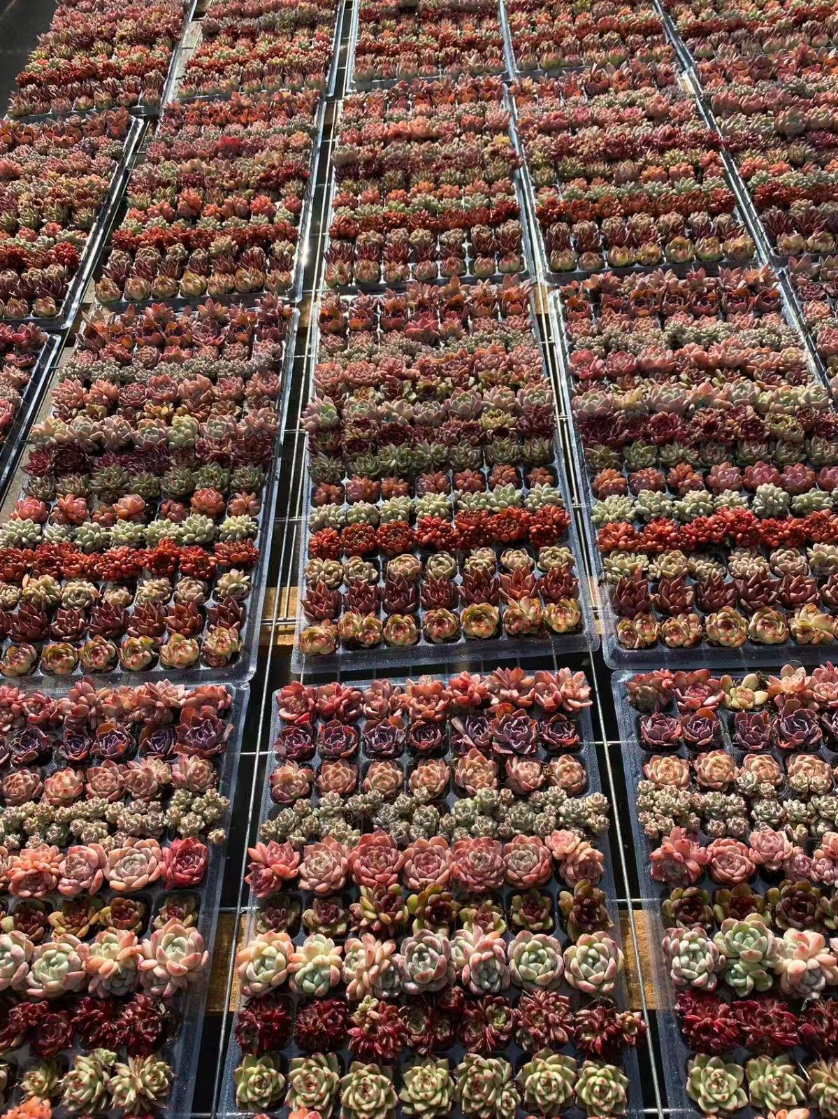 NT36 根付き105苗＆15種の土セット✨多肉植物大満足パック／エケベリア