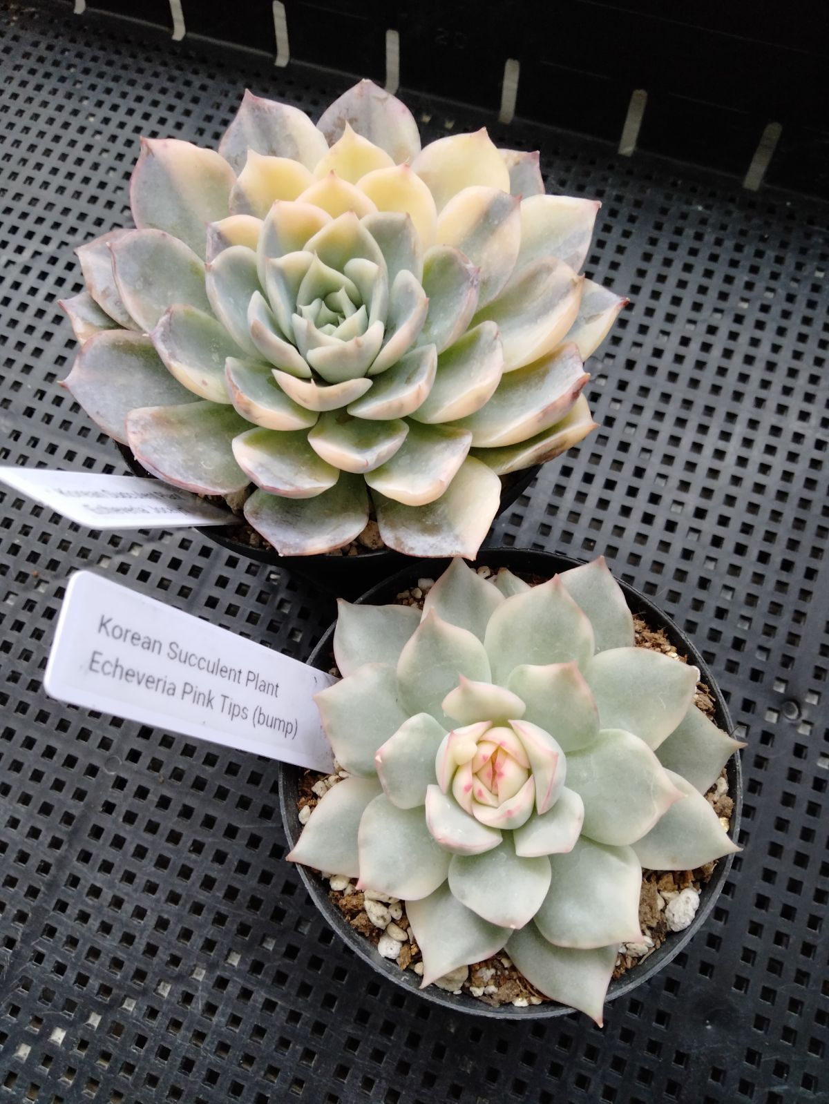 多肉植物セット - メルカリ