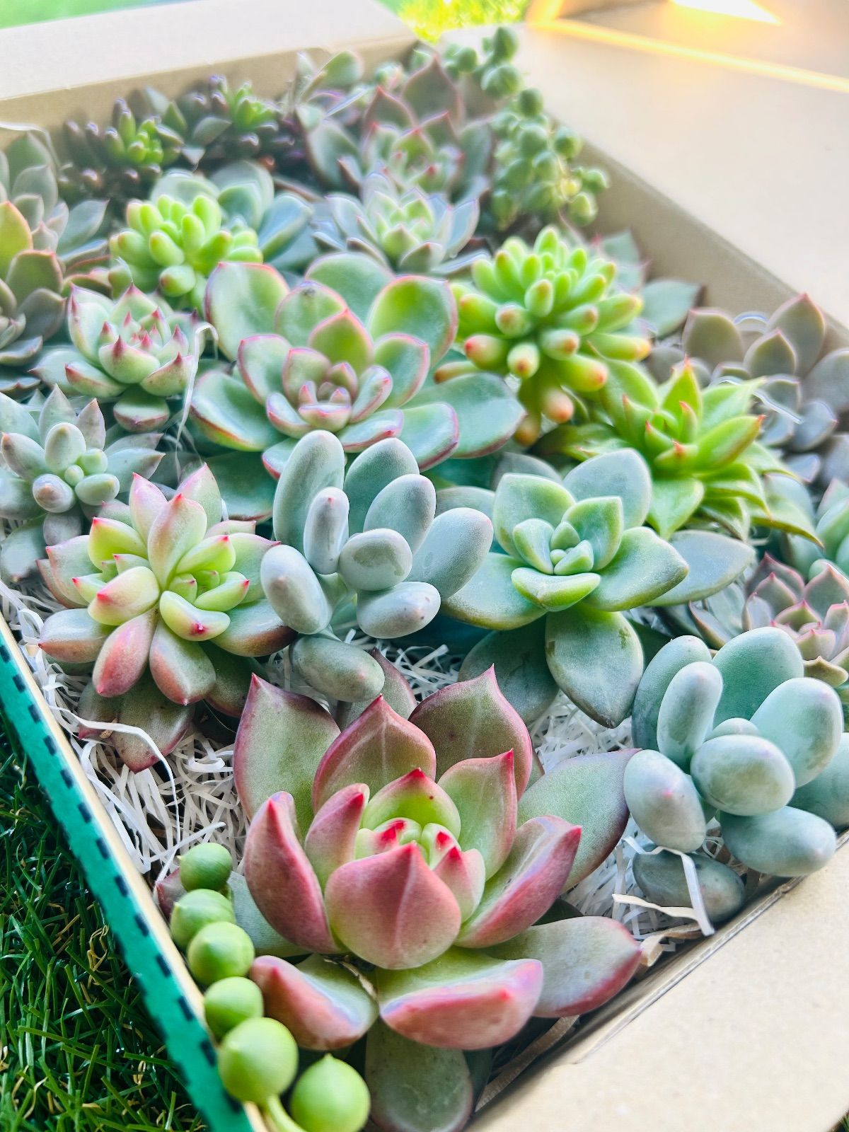 多肉植物 寄せ植え 多肉弁当 エケベリア セット♡ - メルカリ