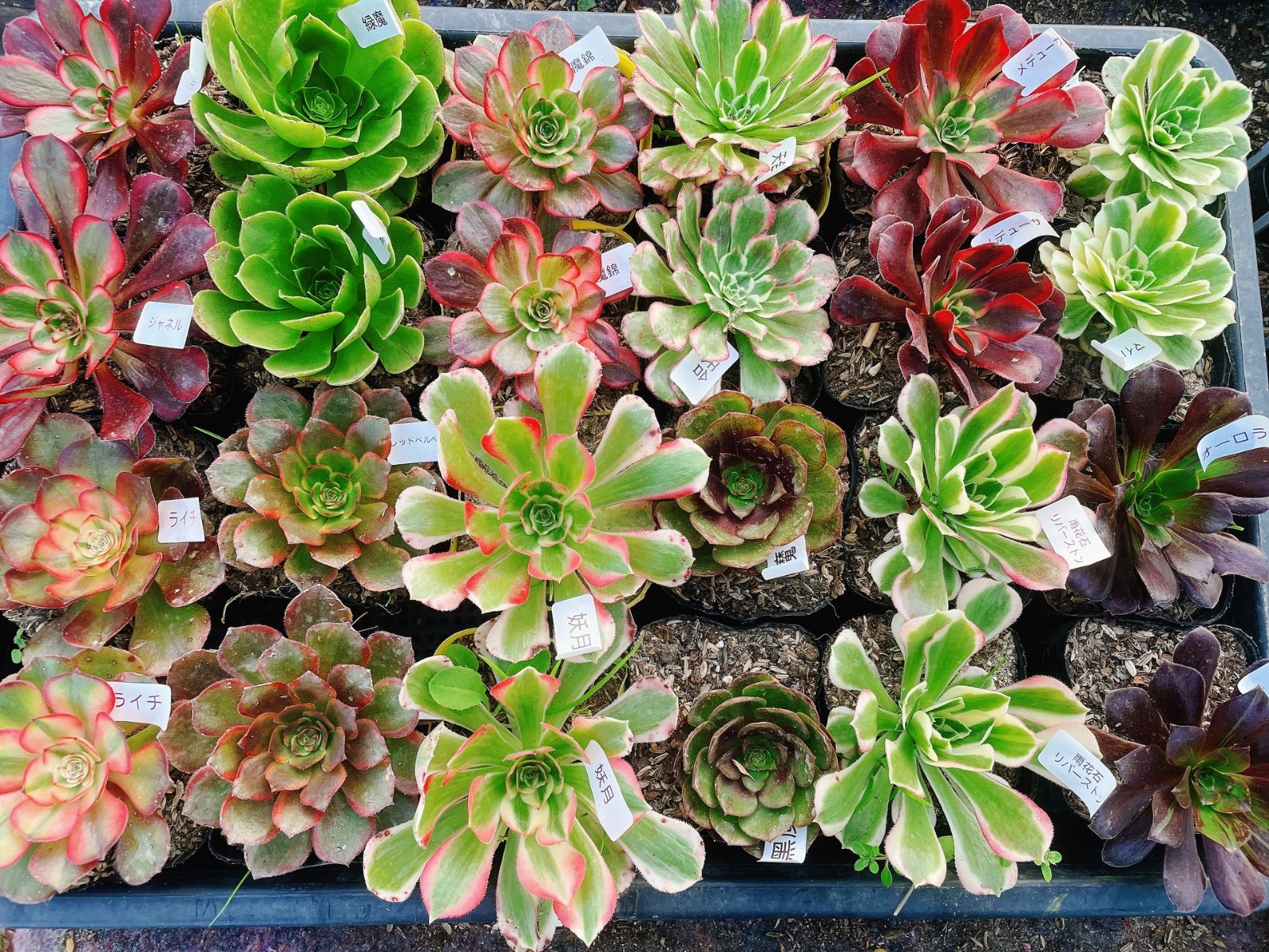 アエオニウム 12種24苗 期間限定 抜き苗 根っこあり 名前付発送 日本