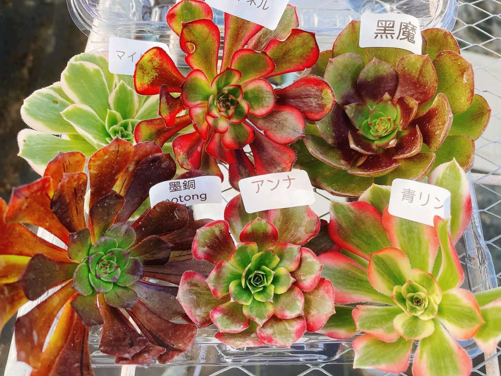 Cセット 多肉植物 アエオニウム 6種カット苗セット 名前あり アエオ