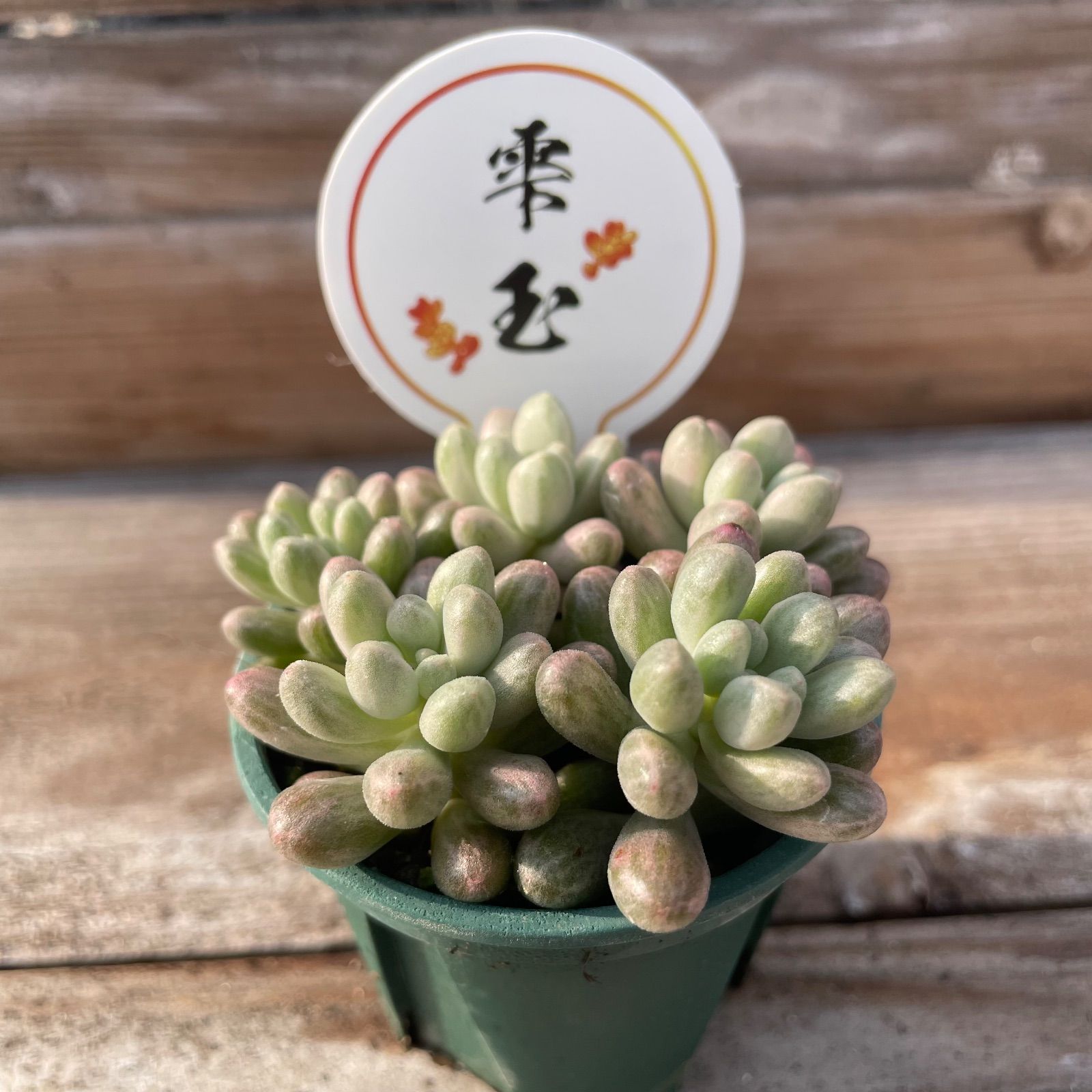 承認済】 雫玉 2号ポット セダム 多肉植物 - メルカリ