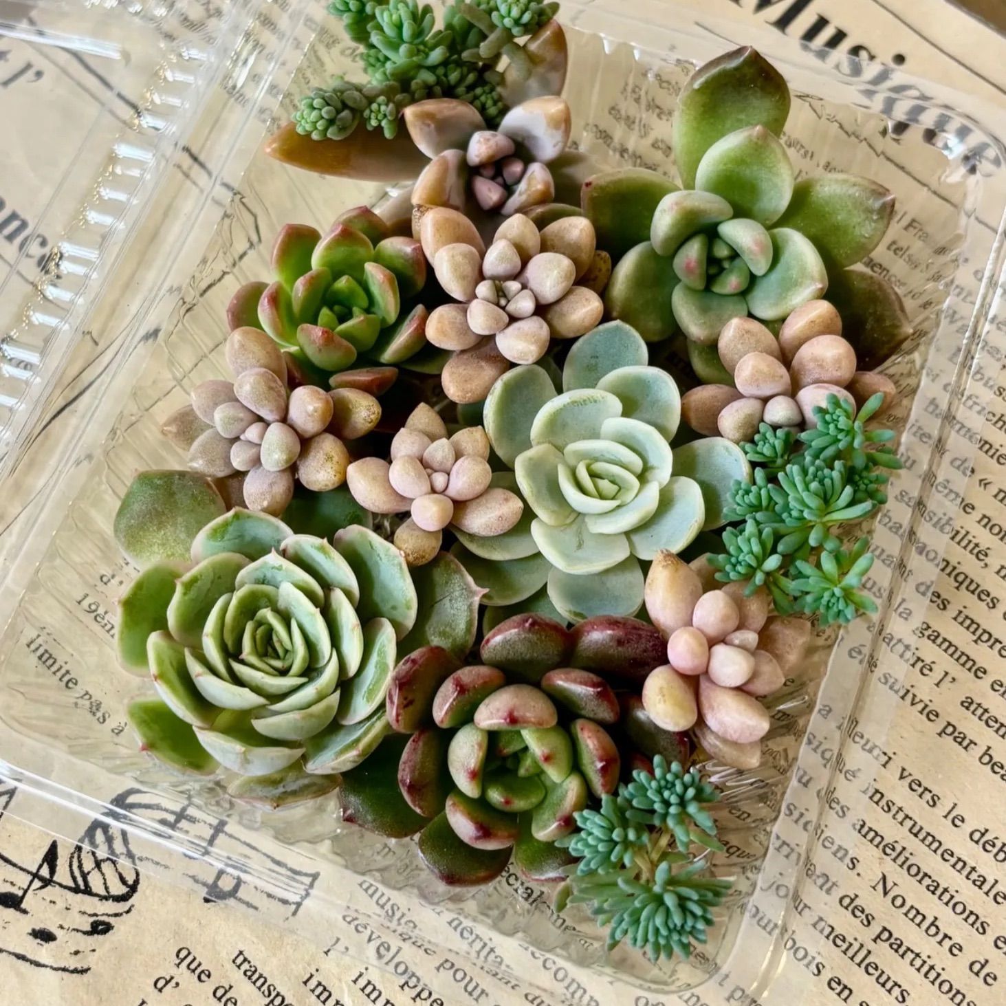 多肉植物 カット苗 寄せ植え 詰め合わせ セット - メルカリ