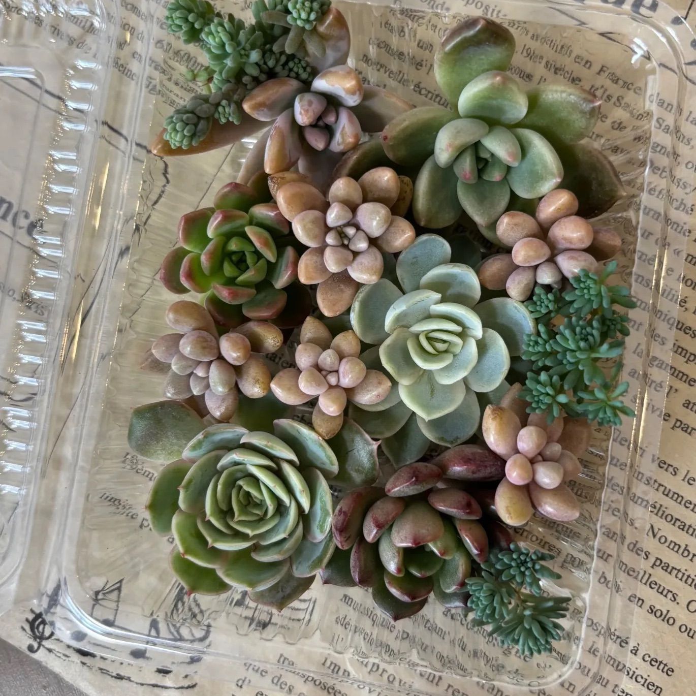 多肉植物 カット苗 寄せ植え 詰め合わせ セット - メルカリ