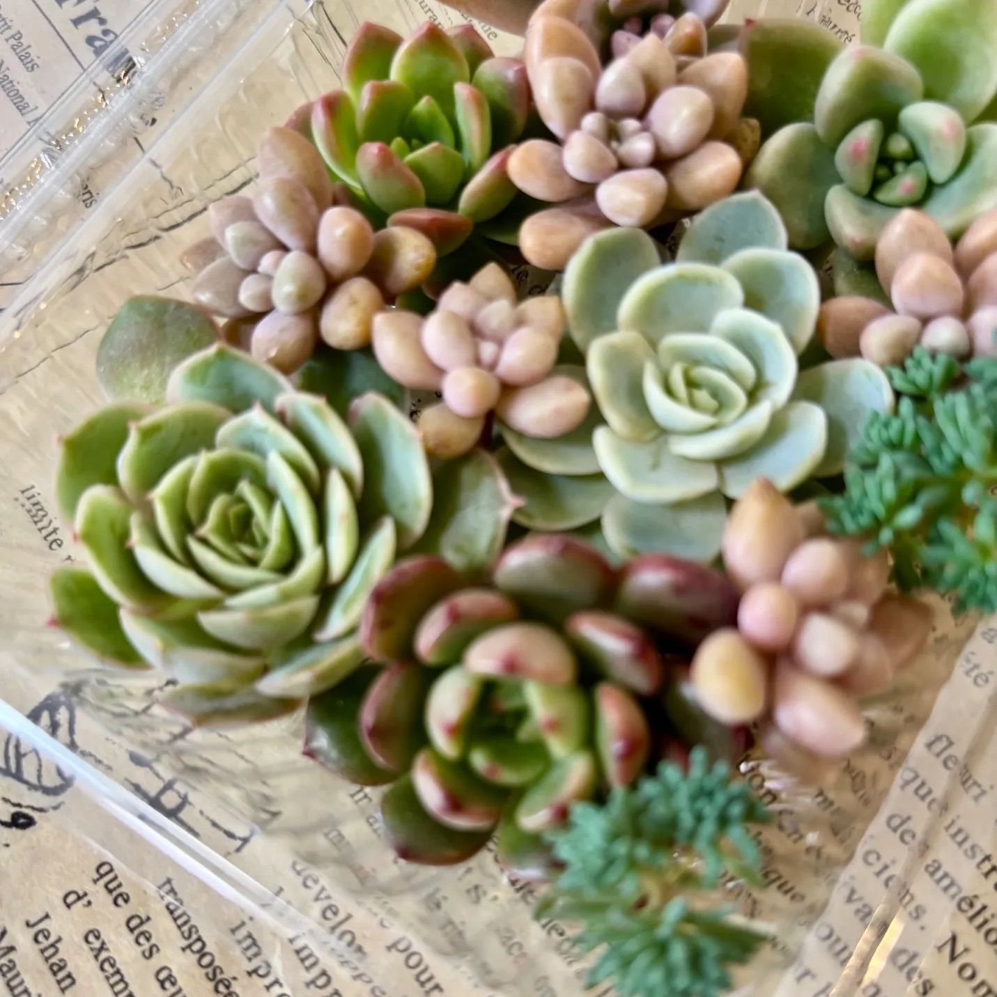 多肉植物 カット苗 寄せ植え 詰め合わせ セット - メルカリ