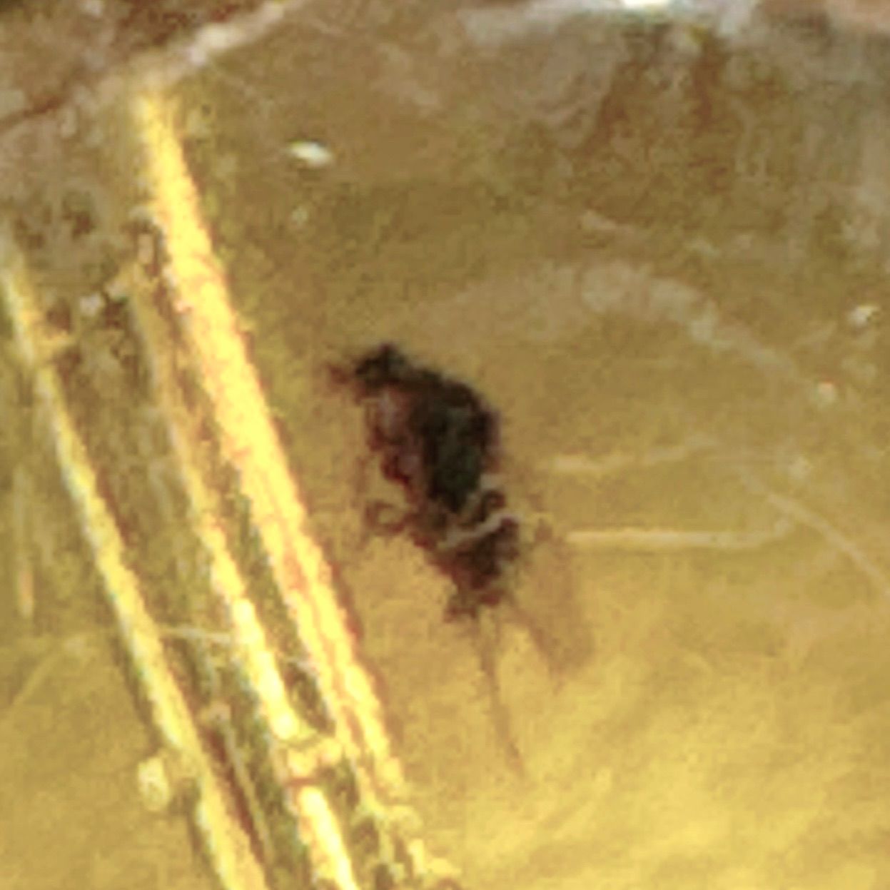 琥珀虫入りペンダントブラックスピネルネックレスNO25-2408 - メルカリ