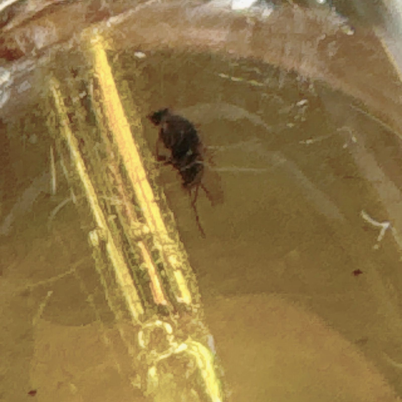 琥珀虫入りペンダントブラックスピネルネックレスNO25-2408 - メルカリ