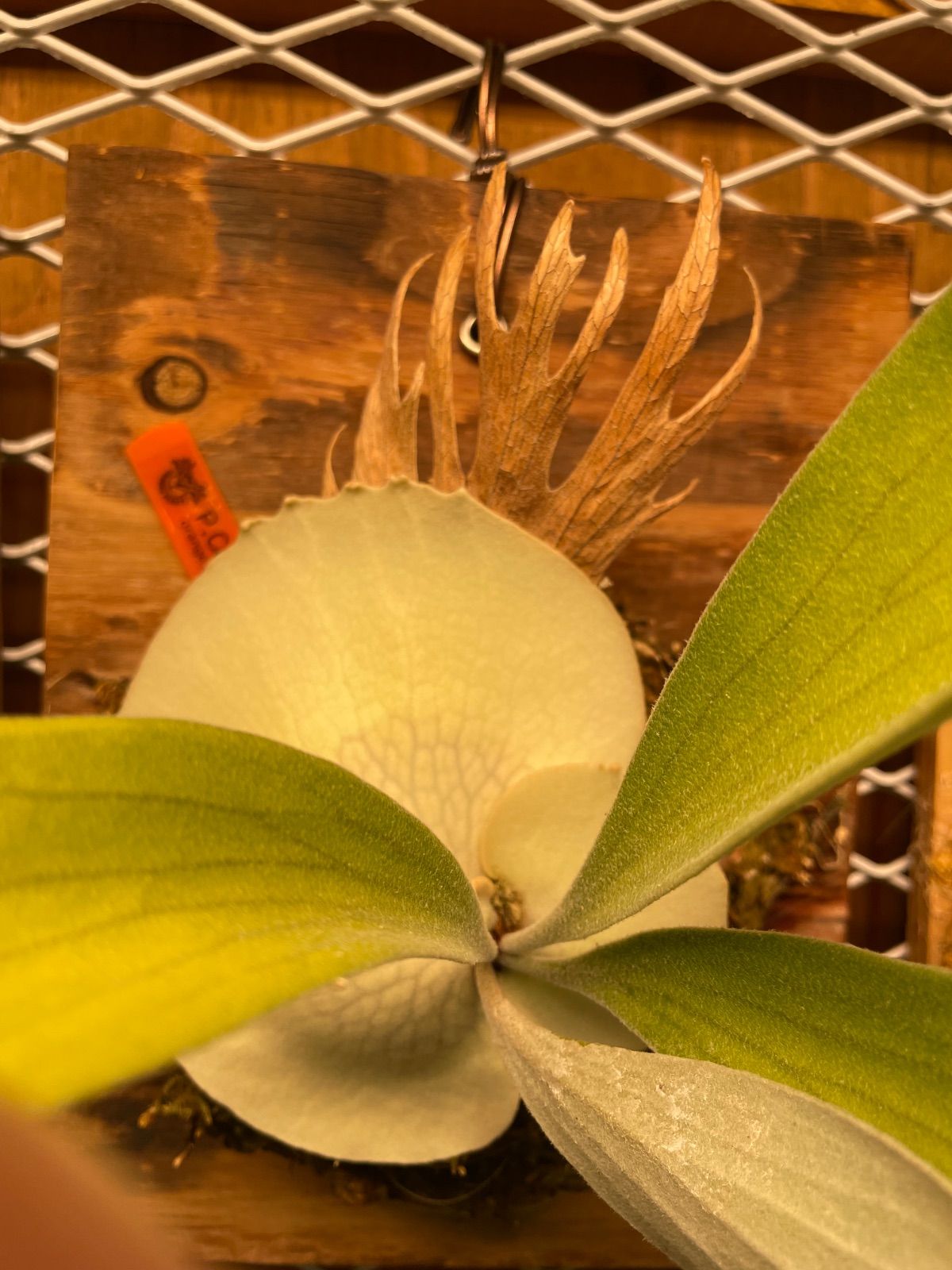 ビカクシダ コスモ P.Cosmo