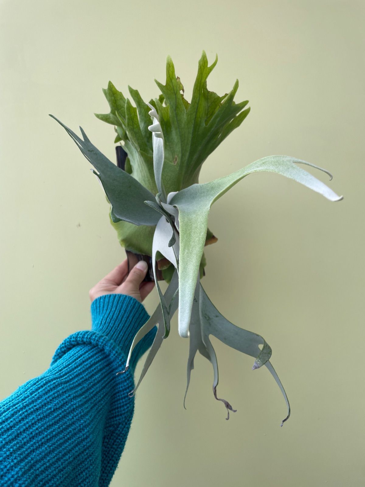 ビカクシダ ヤルスポア ガイル YALspore Guile