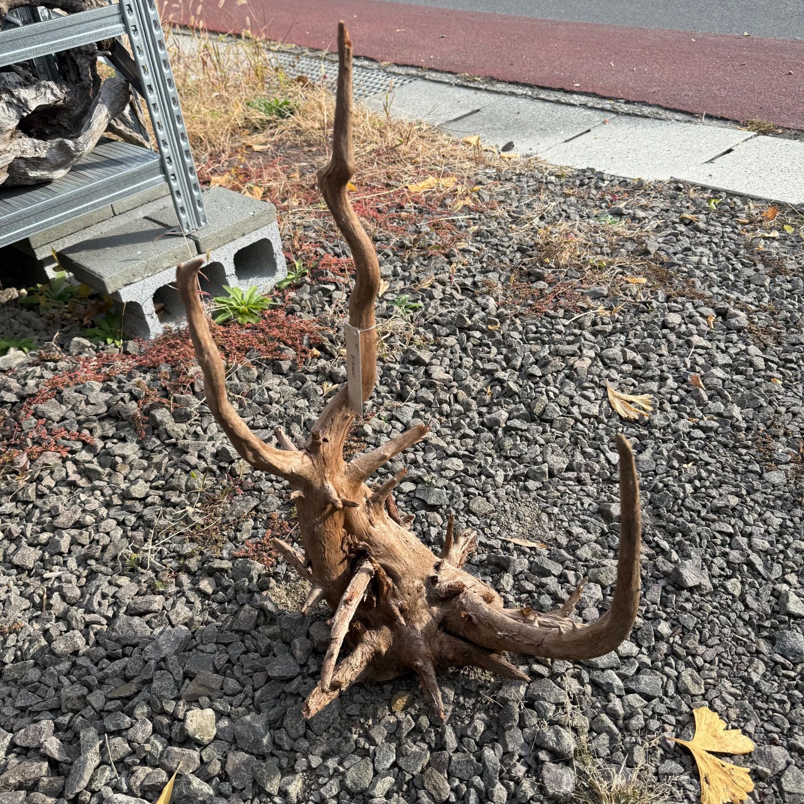 セレクト流木 現物発送 112701