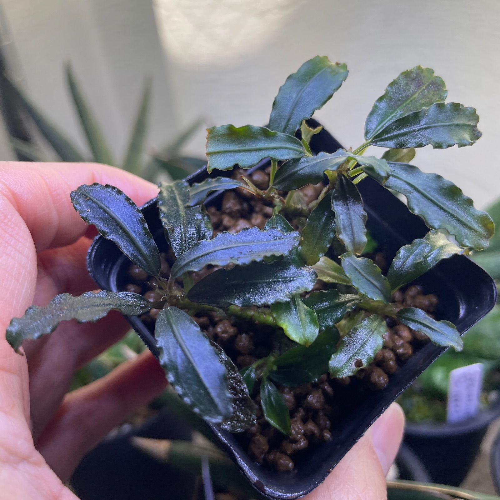 5/3まで Bucephalandra Blue metallic 2株 5/3まで Bucephalandra Blue