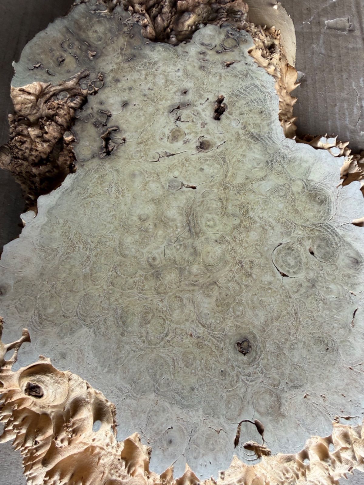 ニセアカシア 輪切材 銘木 無垢材 一枚板 ウッドプレート 花台