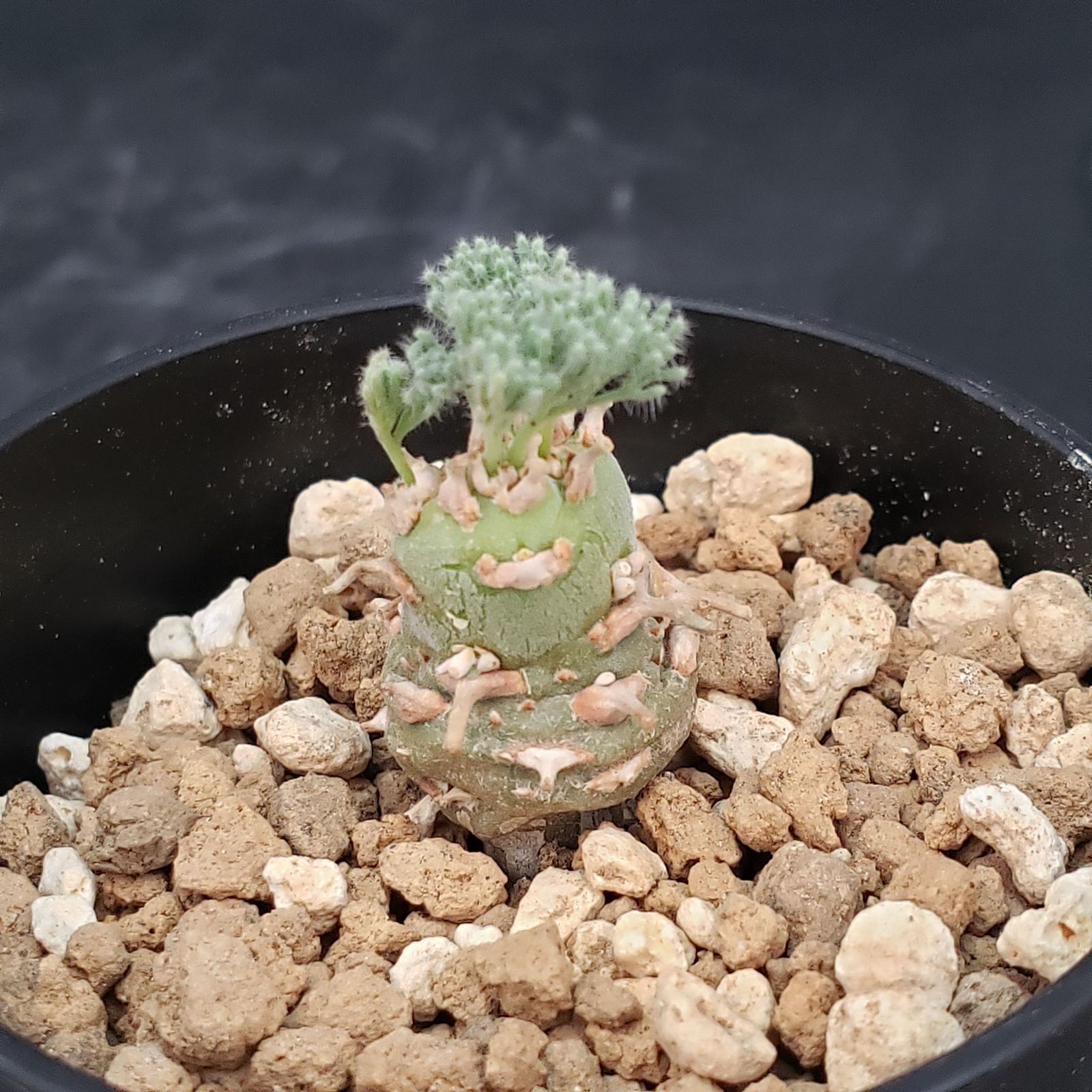 E412【自社養生株】モンソニア ぺニクリナム（発根未確認株・鉢植え