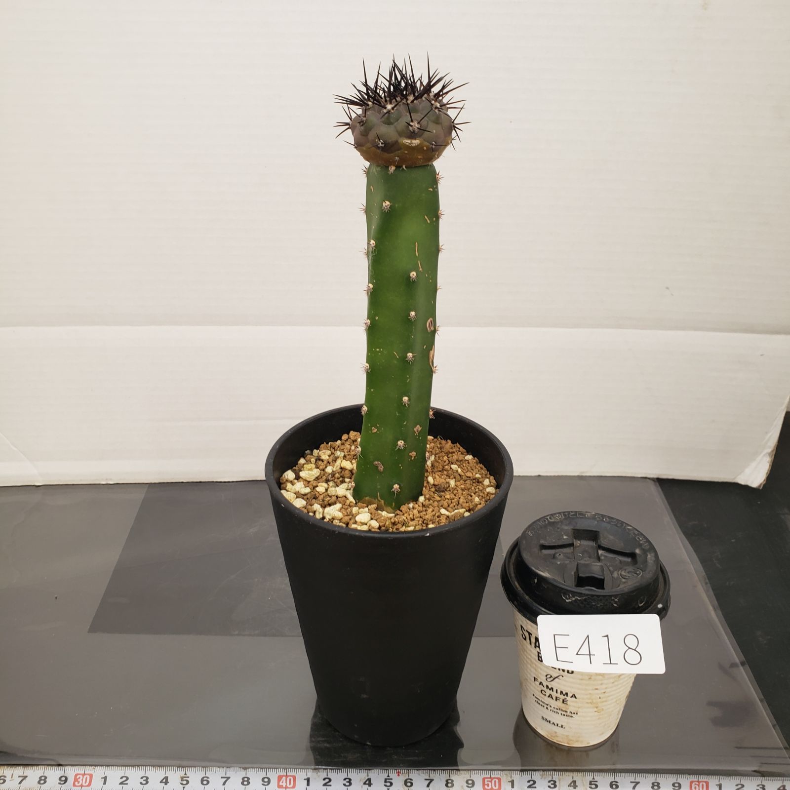 E418【自社養生株】コピアポア 黒王丸（接ぎ木・発根株・鉢植え