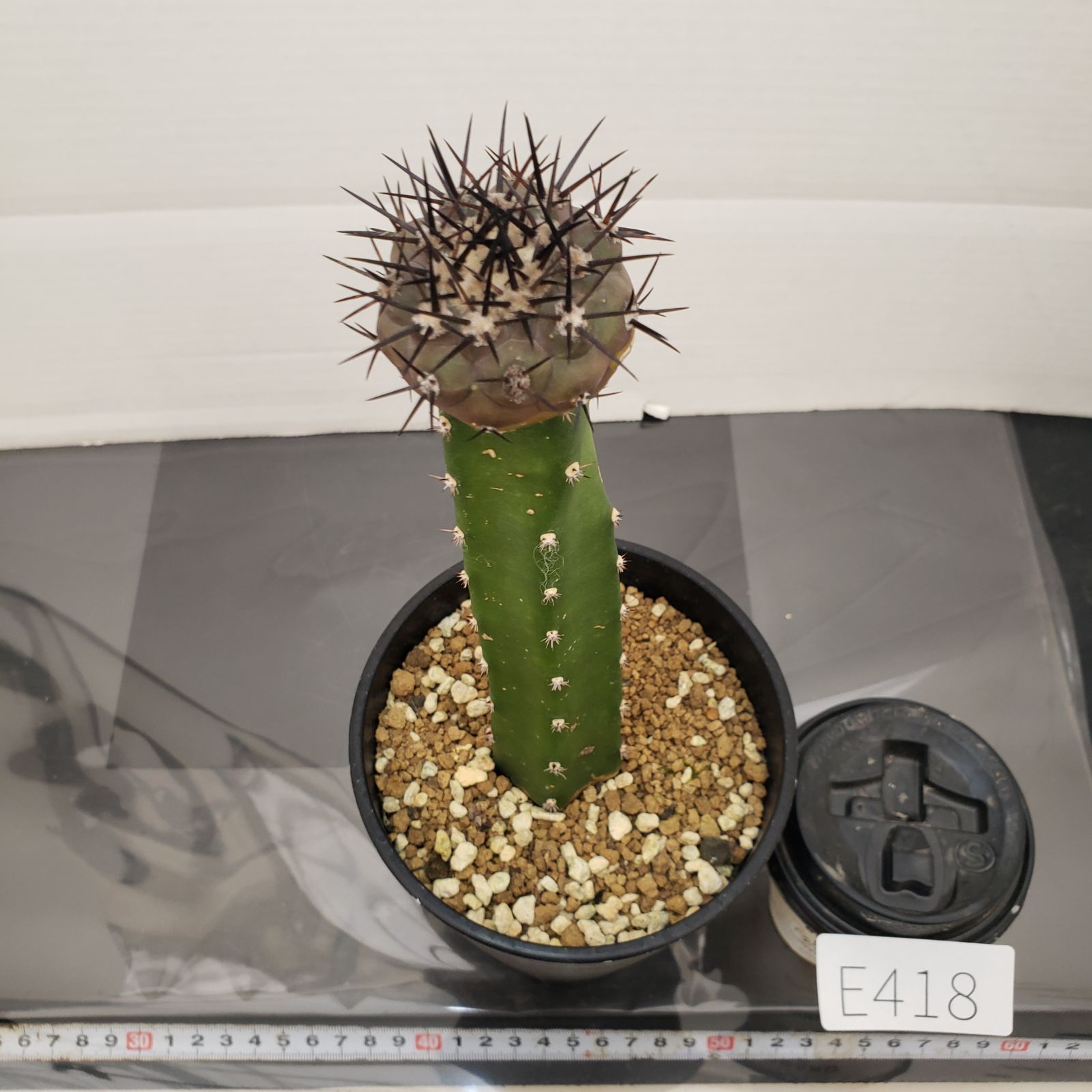 E418【自社養生株】コピアポア 黒王丸（接ぎ木・発根株・鉢植え