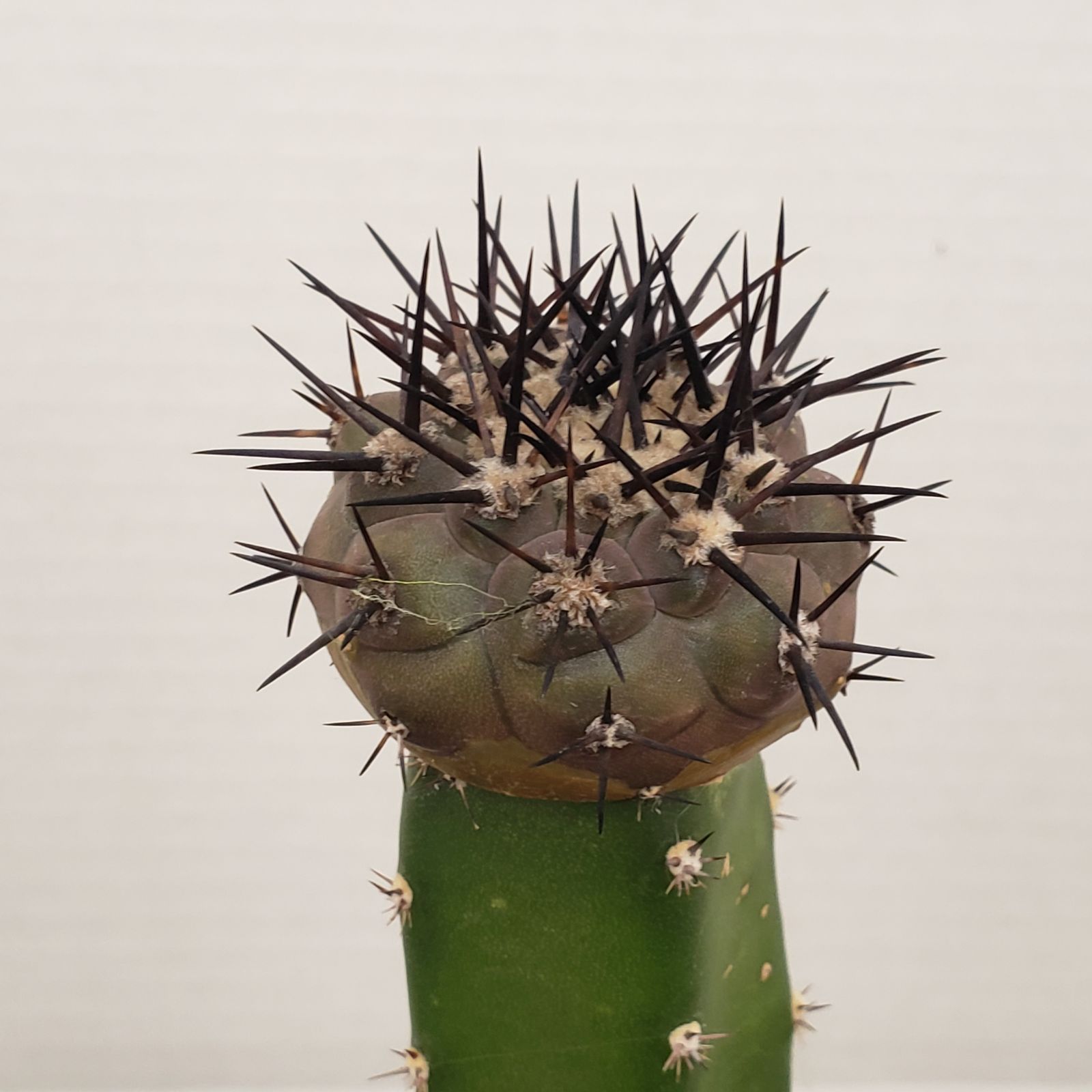 E418【自社養生株】コピアポア 黒王丸（接ぎ木・発根株・鉢植え