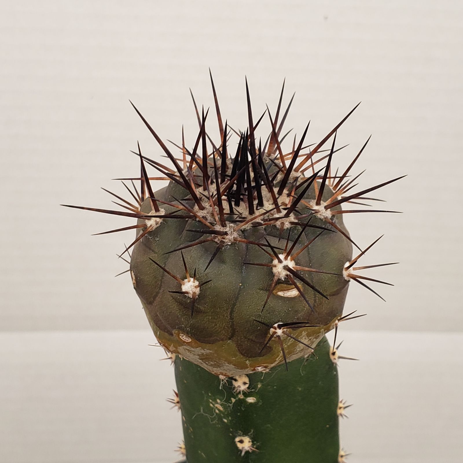 E419【自社養生株】コピアポア 黒王丸（接ぎ木・発根株・鉢植え