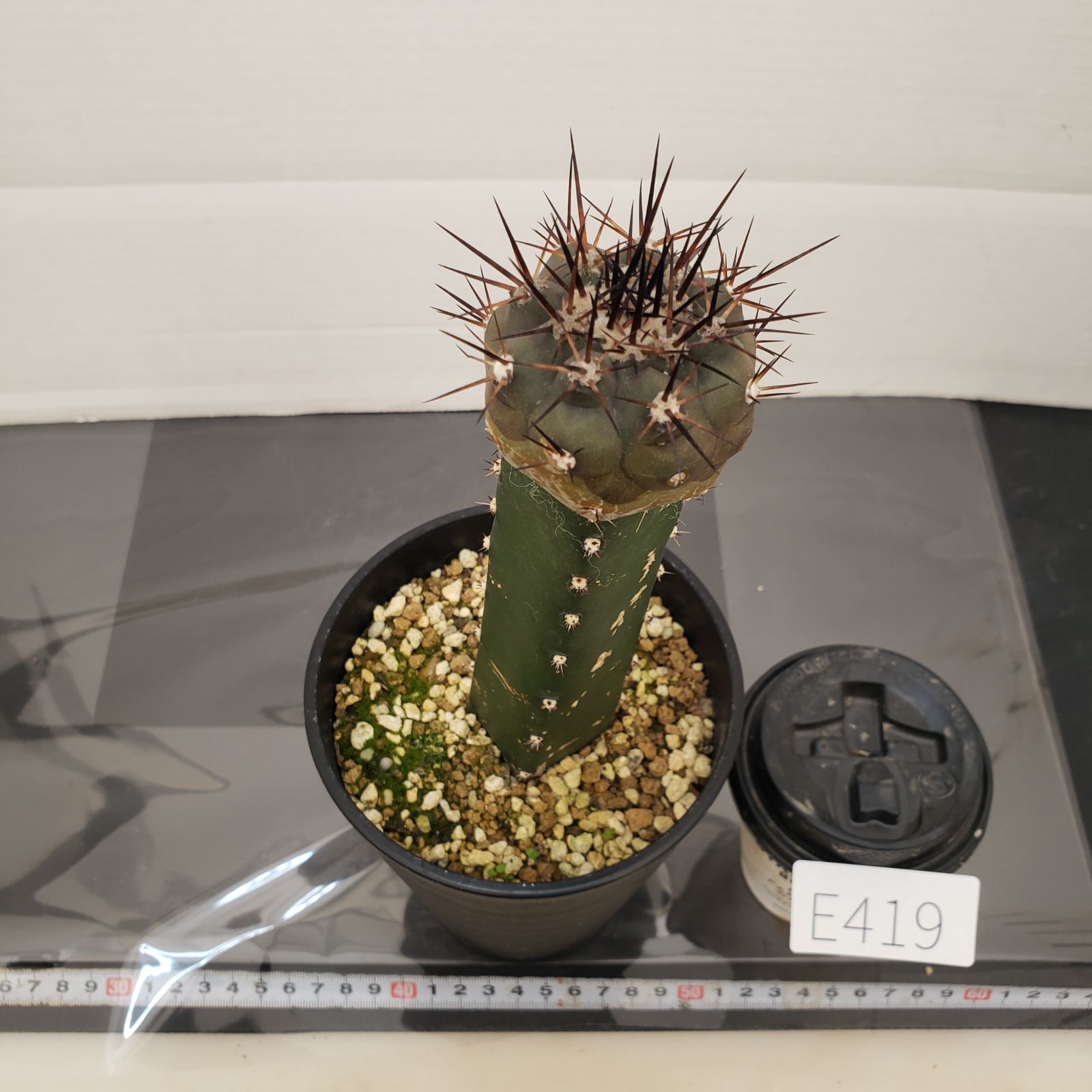 E419【自社養生株】コピアポア 黒王丸（接ぎ木・発根株・鉢植え