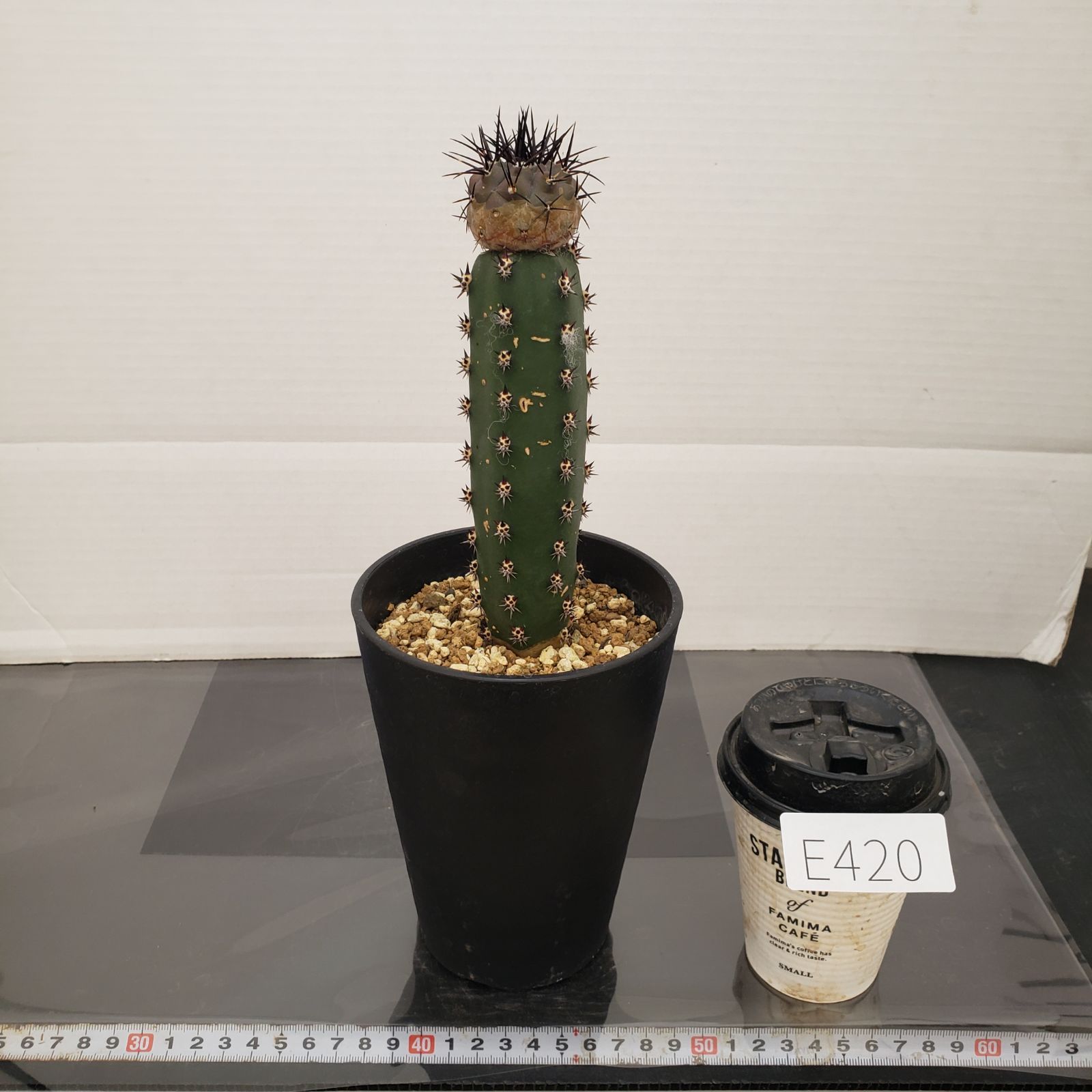 E420【自社養生株】コピアポア 黒王丸（接ぎ木・発根株・鉢植え