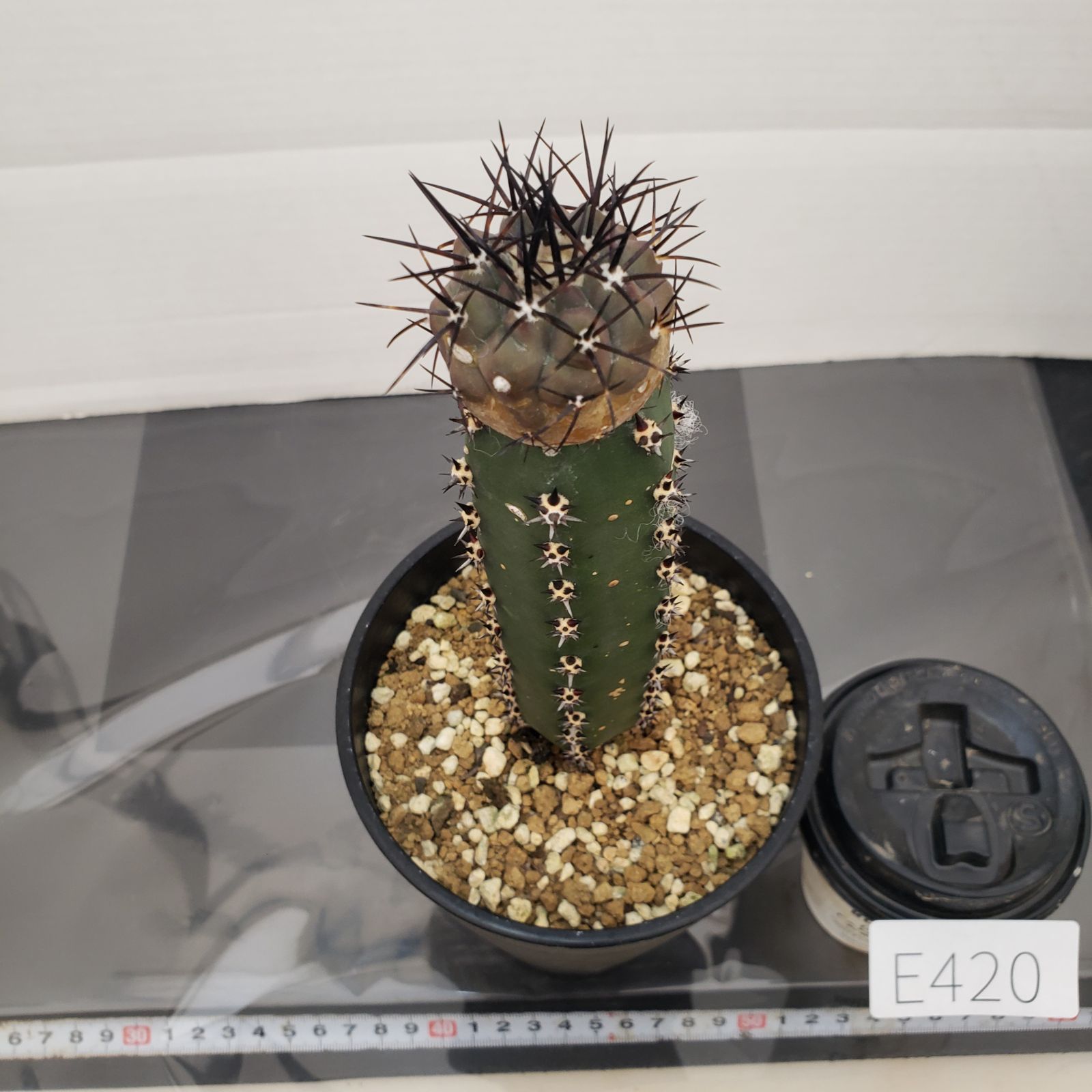 超 特 良！コピアポア 黒王丸 接木 鉢ごと発送 サボテン多肉植物 E420【自社養生株】コピアポア 黒王丸（接ぎ木・発根株・鉢植え