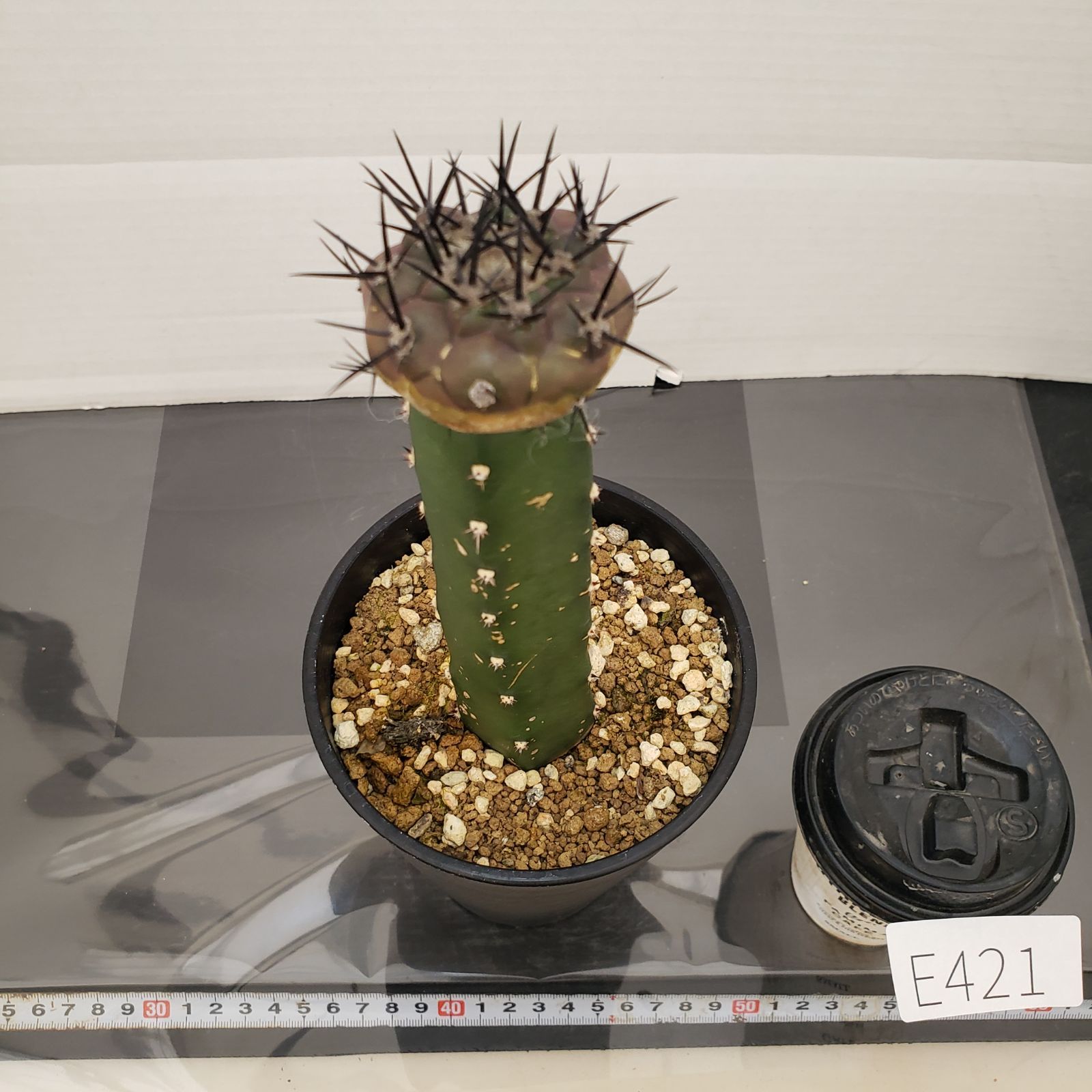 E421【自社養生株】コピアポア 黒王丸（接ぎ木・発根株・鉢植え