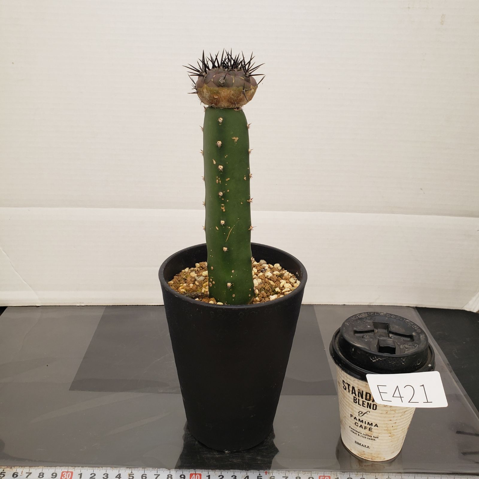 E421【自社養生株】コピアポア 黒王丸（接ぎ木・発根株・鉢植え