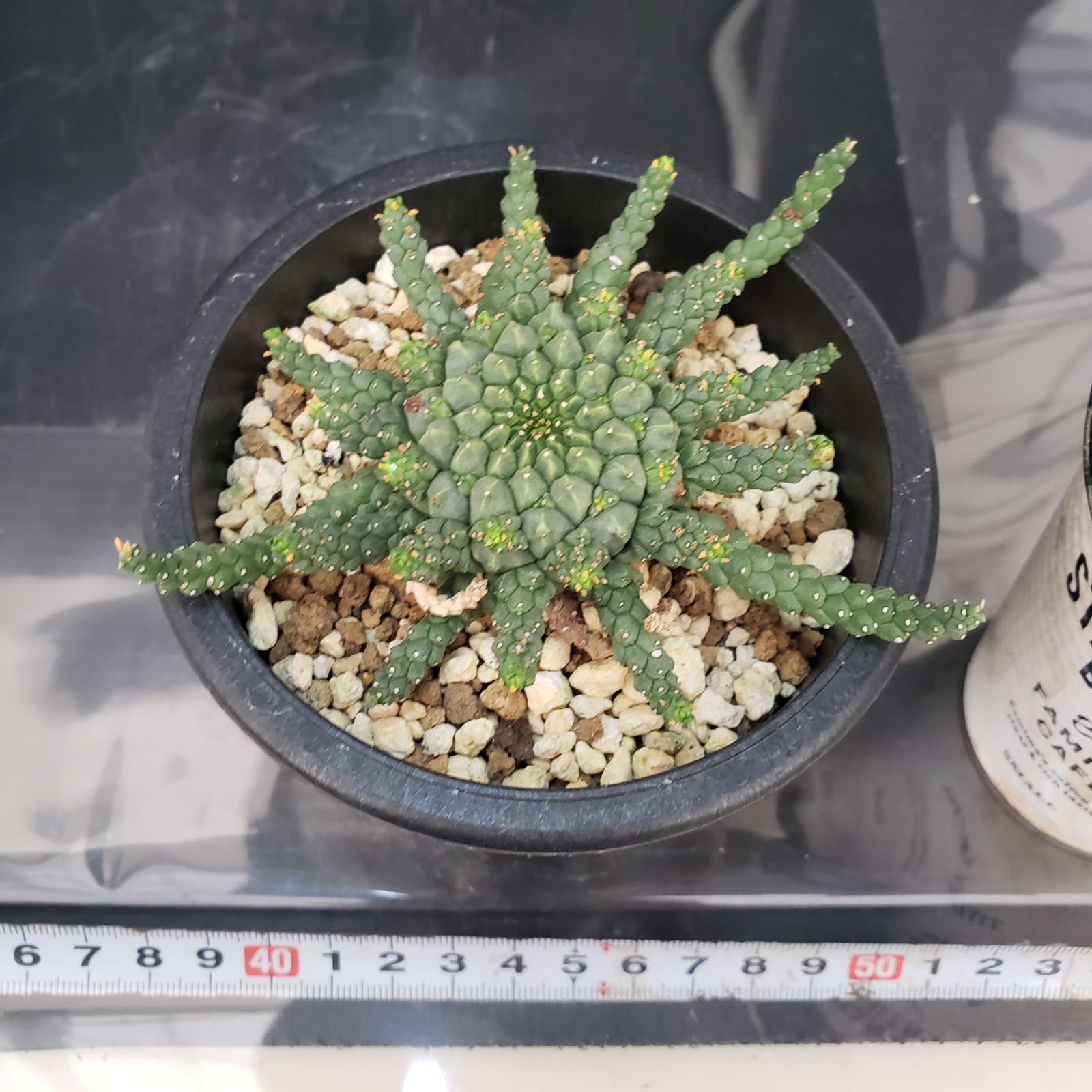 E426【自社養生株】ユーフォルビア ゴルゴニス（発根株・鉢植え