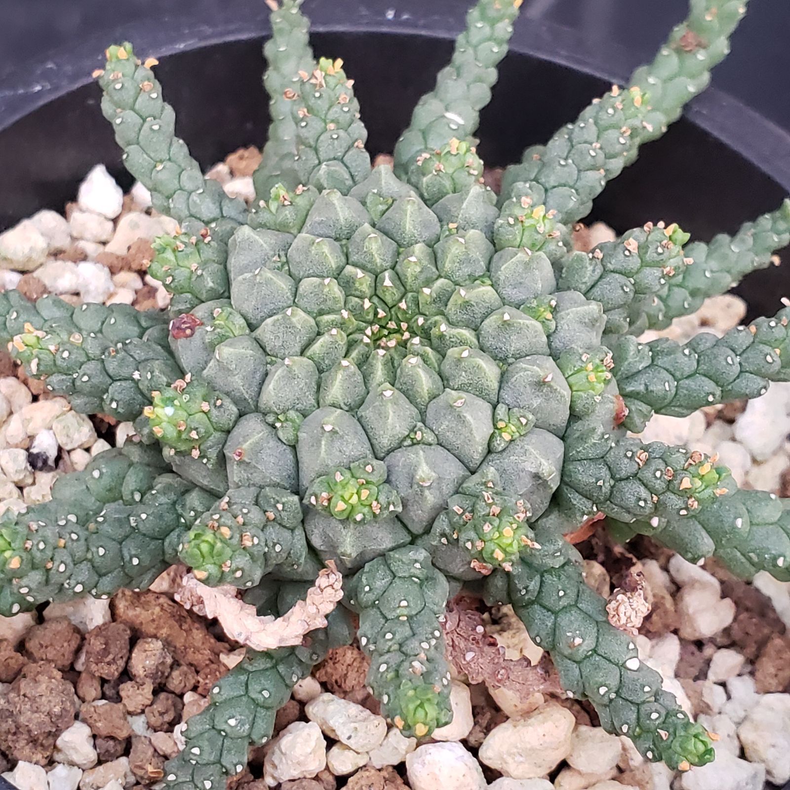 E426【自社養生株】ユーフォルビア ゴルゴニス（発根株・鉢植え