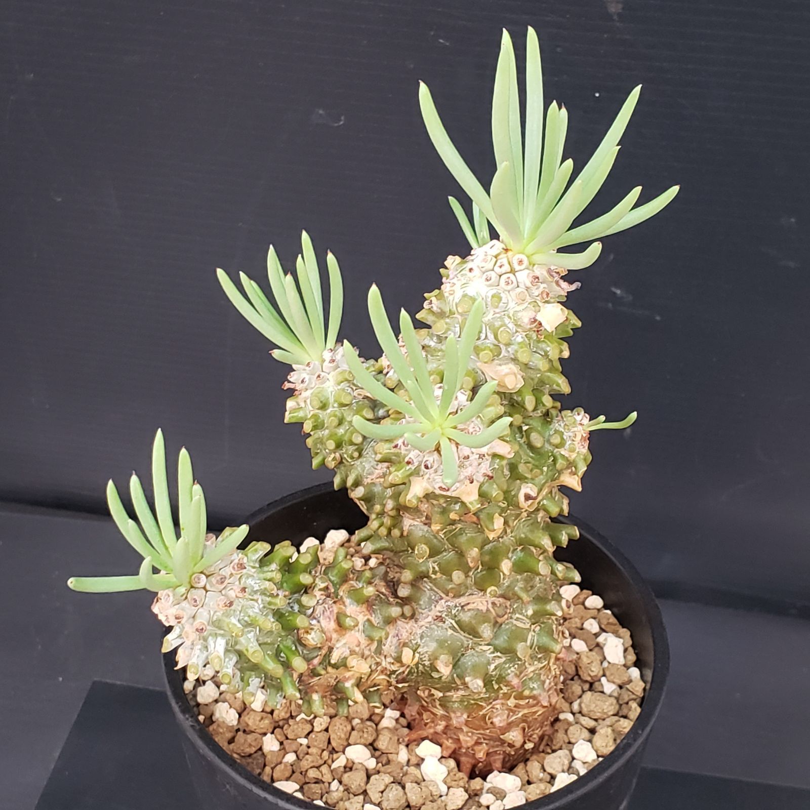 E428【自社養生株】チレコドン ワリチー（現地球・発根株・鉢植え