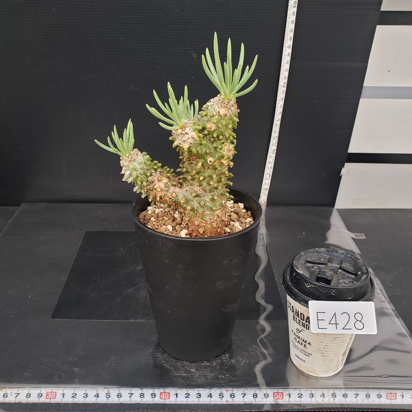 E428【自社養生株】チレコドン ワリチー（現地球・発根株・鉢植え