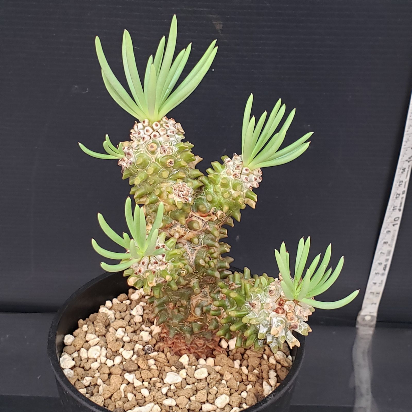 E428【自社養生株】チレコドン ワリチー（現地球・発根株・鉢植え