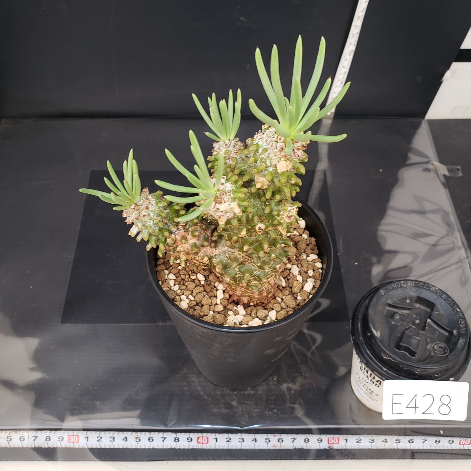 E428【自社養生株】チレコドン ワリチー（現地球・発根株・鉢植え