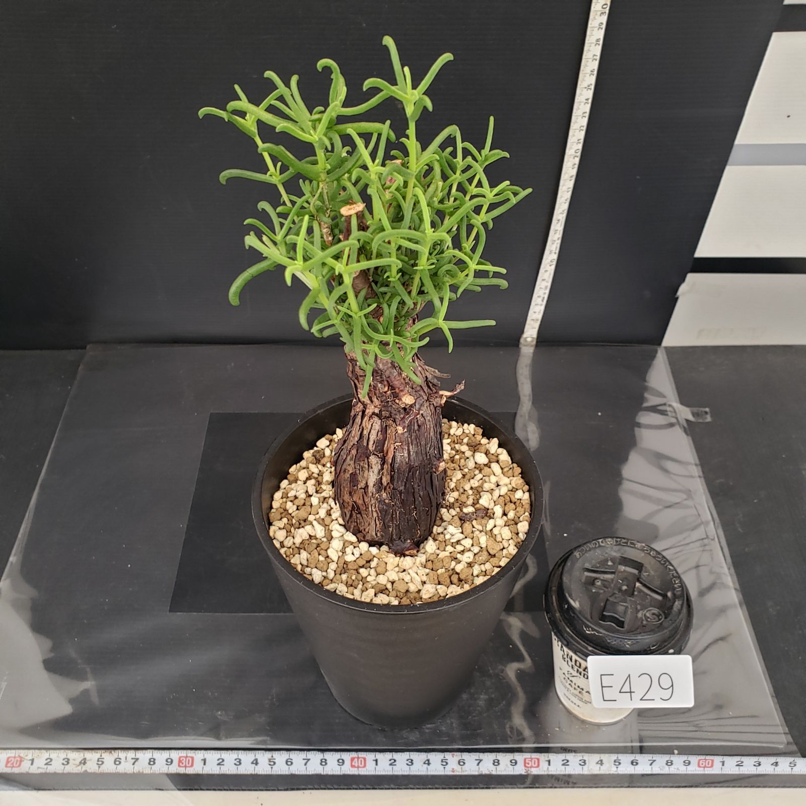 E429【自社養生株】メストクレマ（現地球・発根株・鉢植え）【塊根植物