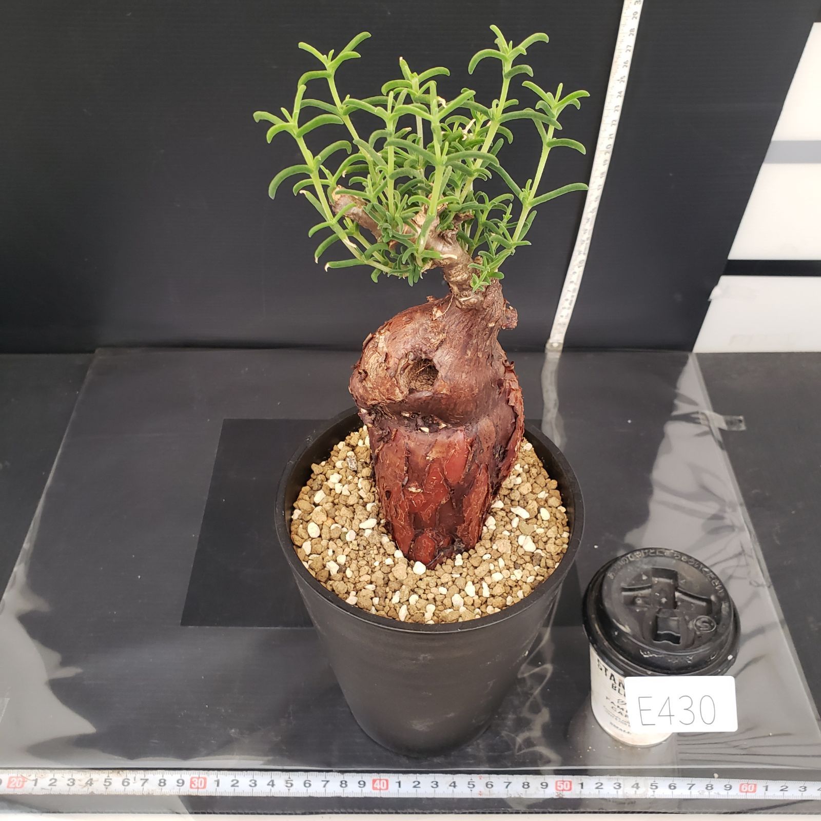 E430【自社養生株】メストクレマ（現地球・発根株・鉢植え）【塊根植物