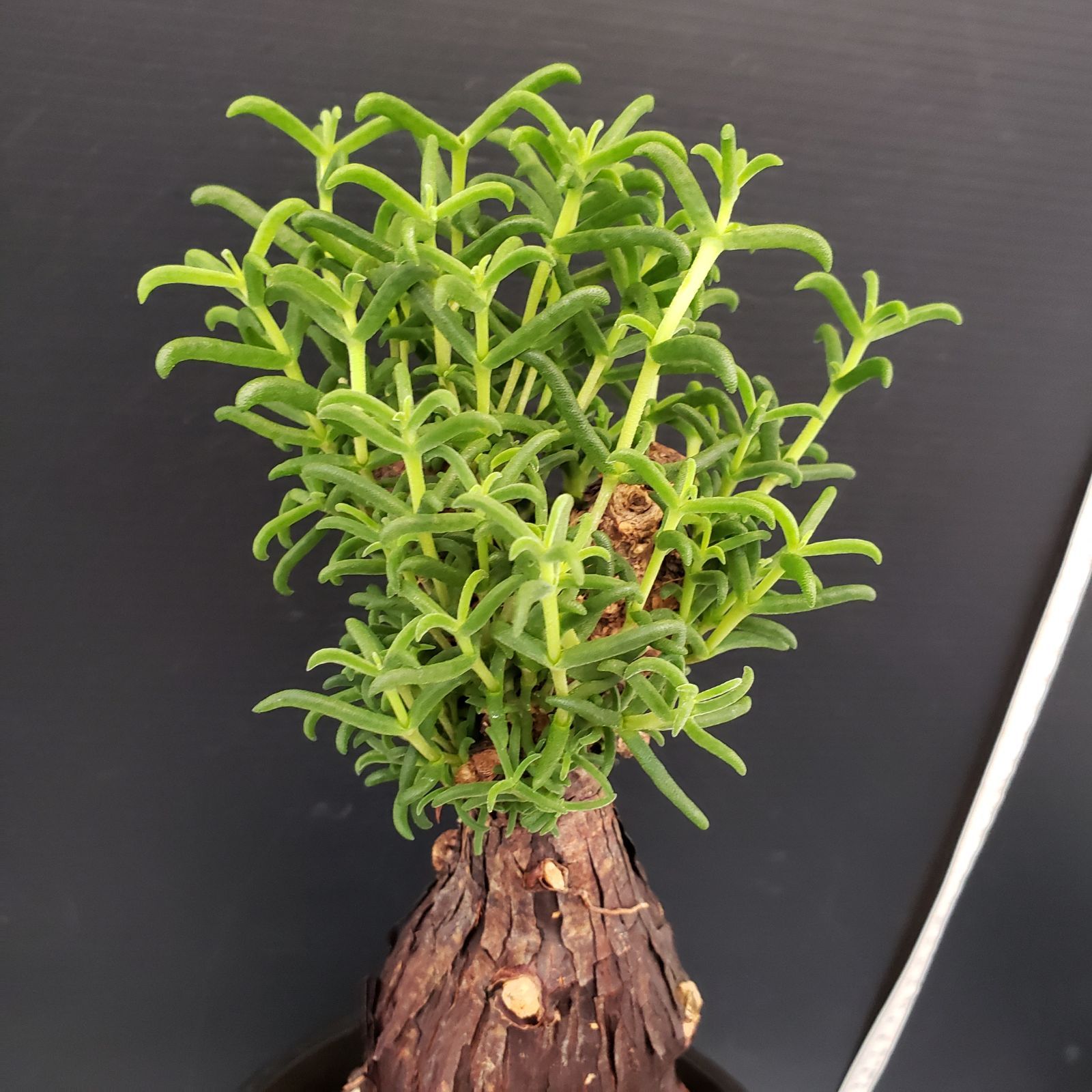 E431【自社養生株】メストクレマ（現地球・発根株・鉢植え）【塊根植物