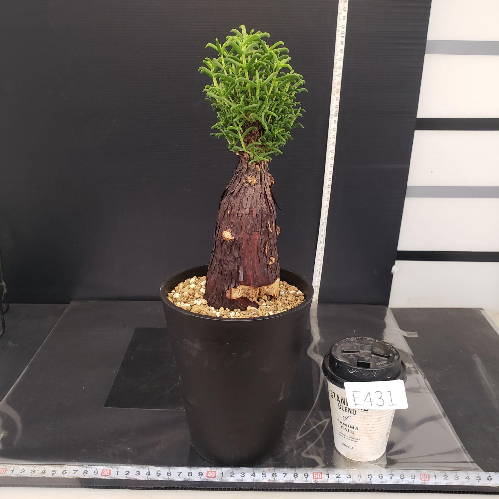 E431【自社養生株】メストクレマ（現地球・発根株・鉢植え）【塊根植物