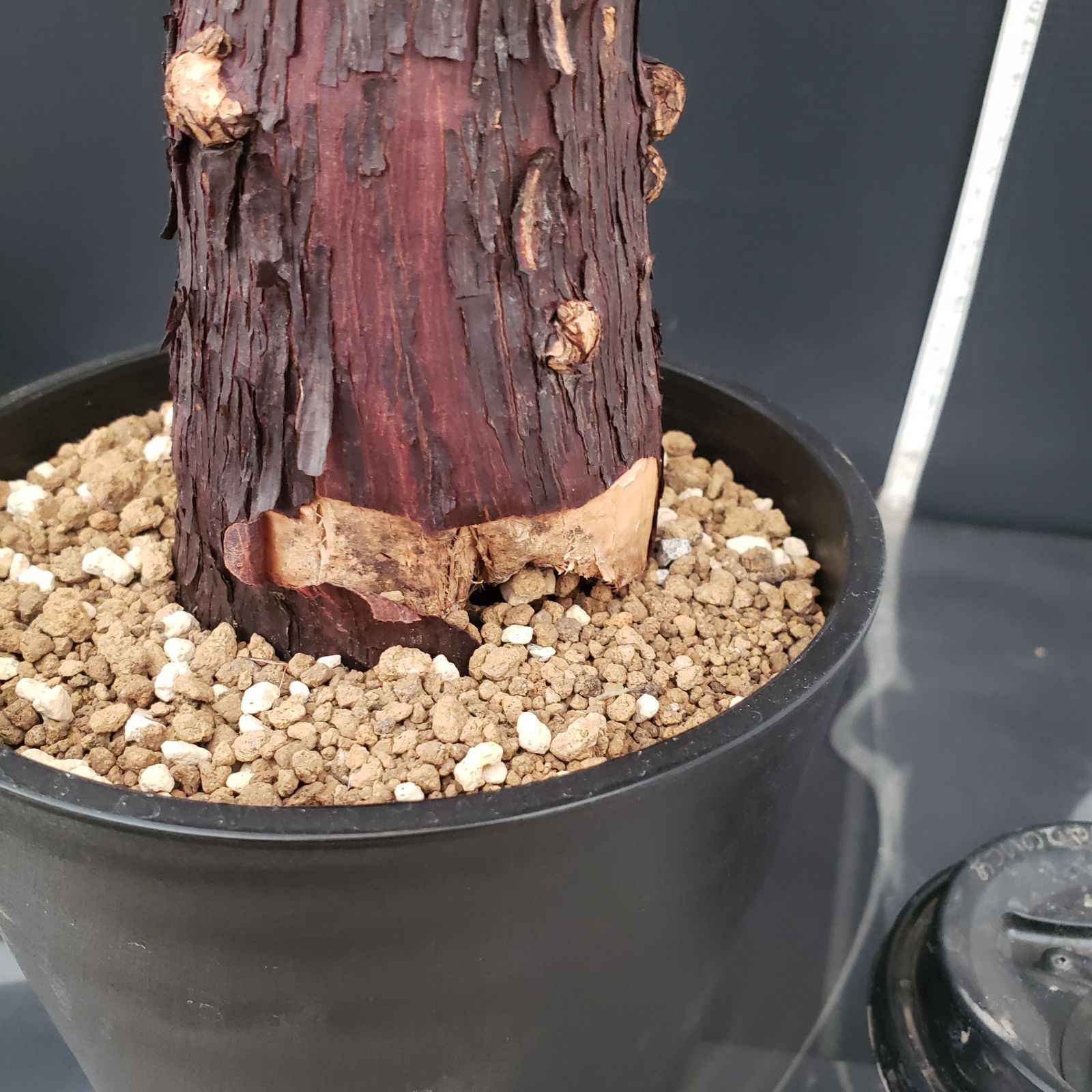 E431【自社養生株】メストクレマ（現地球・発根株・鉢植え）【塊根植物