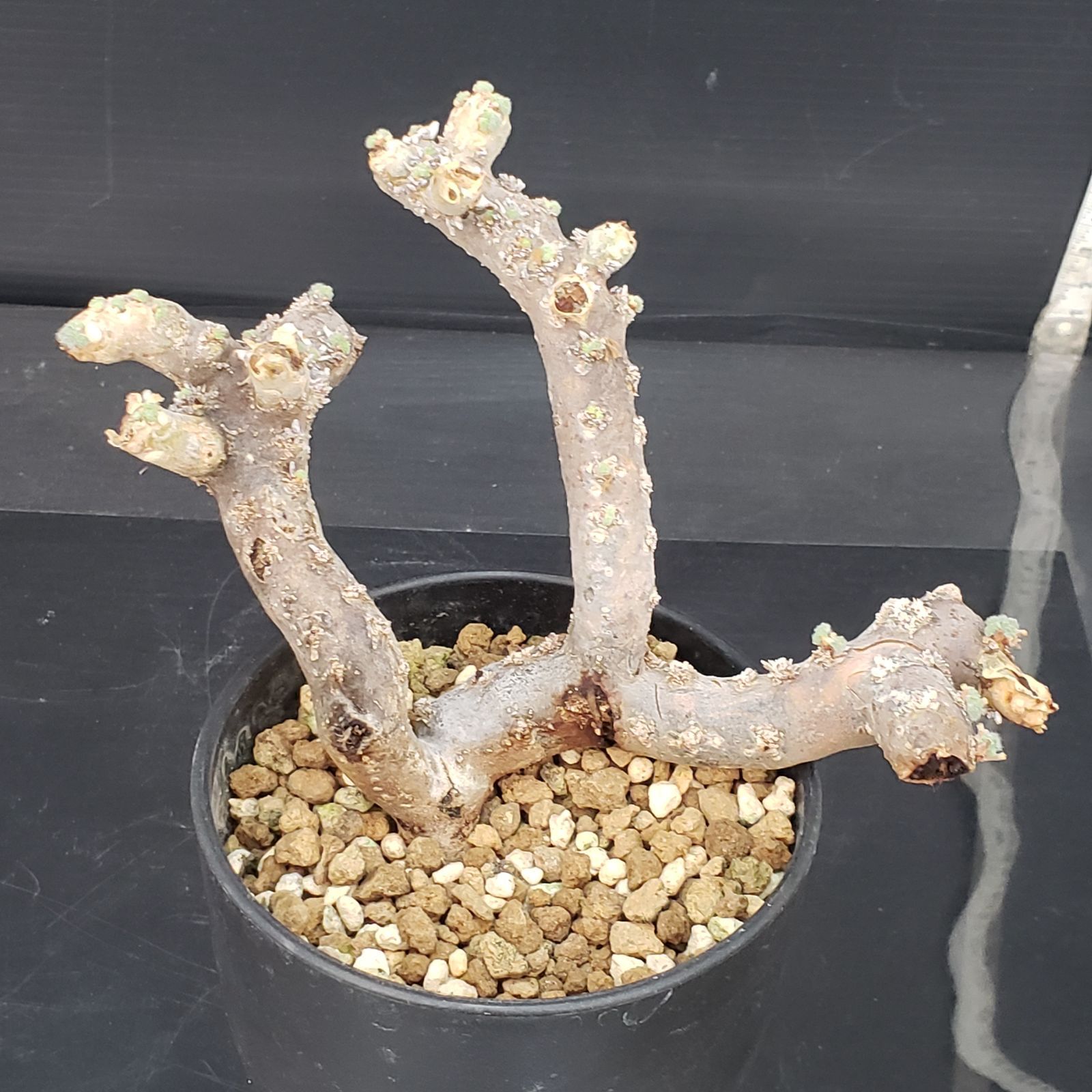 E434【自社養生株】モンソニア ムルチフィダ（現地球・発根未確認株