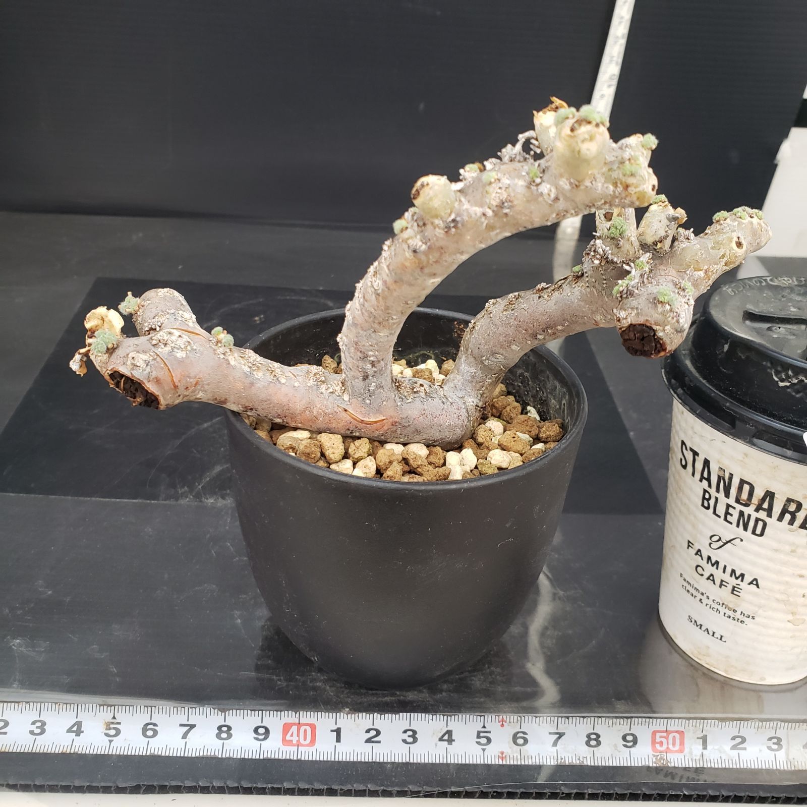 E434【自社養生株】モンソニア ムルチフィダ（現地球・発根未確認株