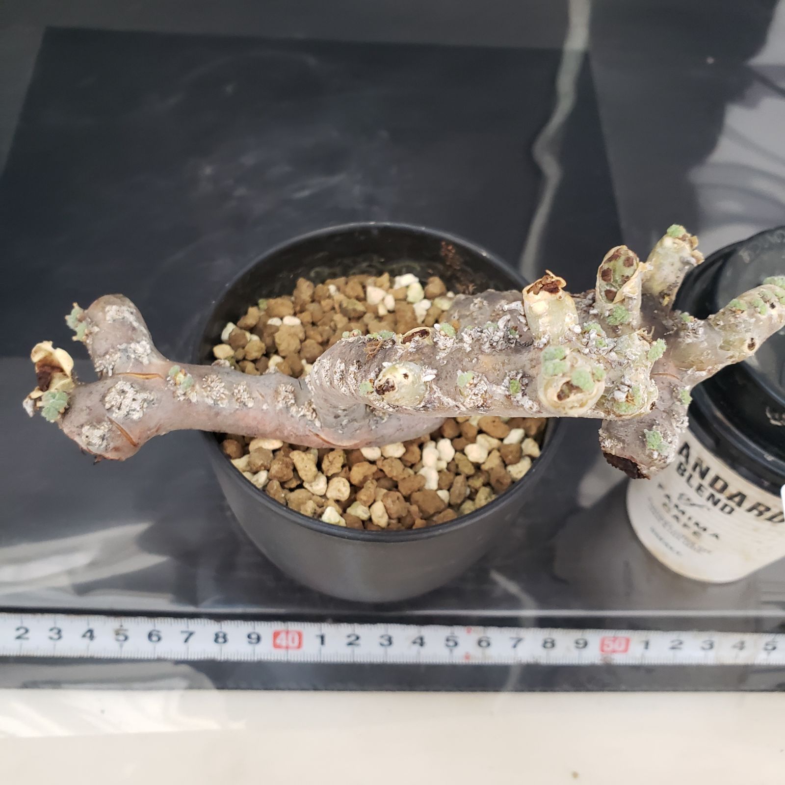 E434【自社養生株】モンソニア ムルチフィダ（現地球・発根未確認株