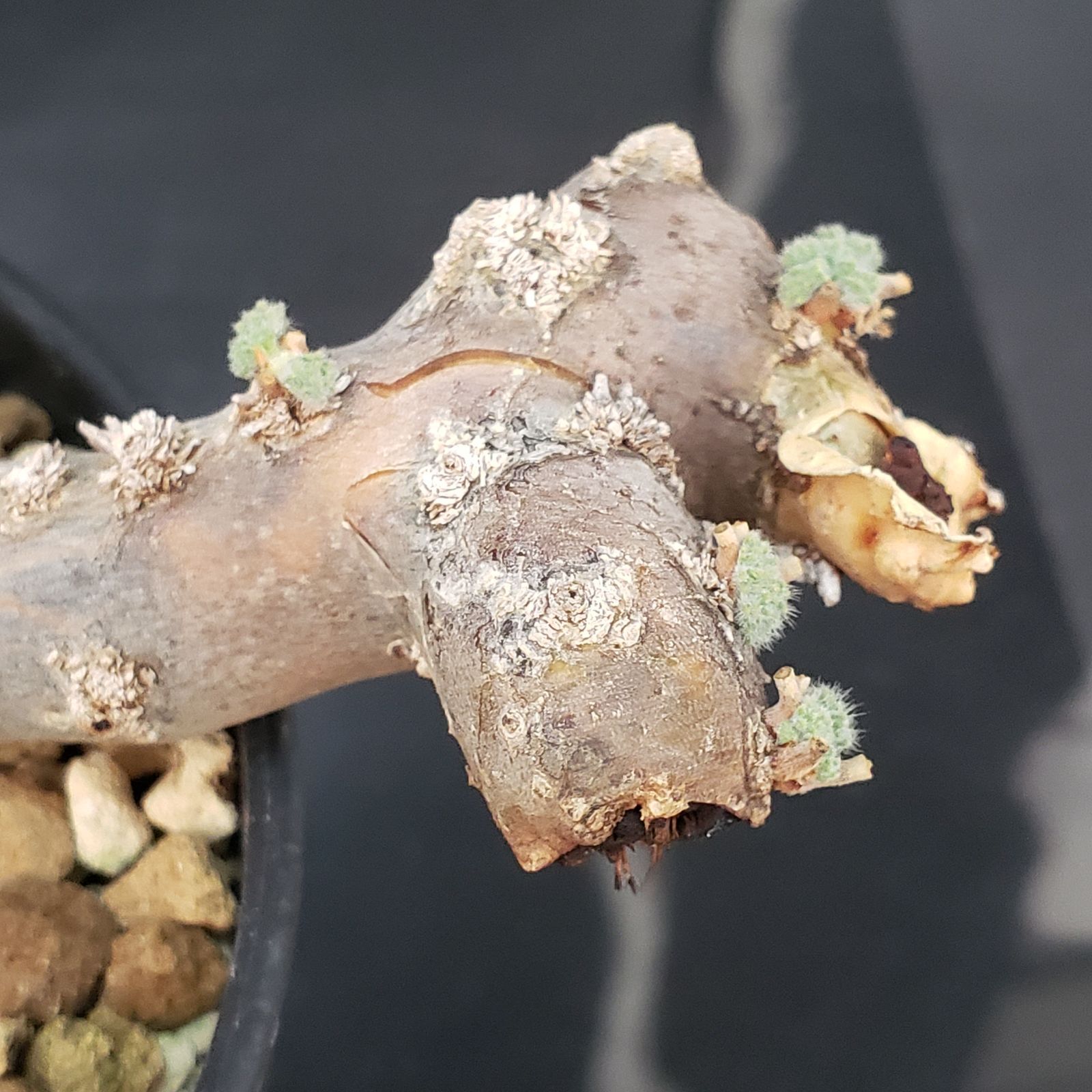 モンソニアムルチフィダ現地球発根済み E434【自社養生株】モンソニア ムルチフィダ（現地球・発根未確認株