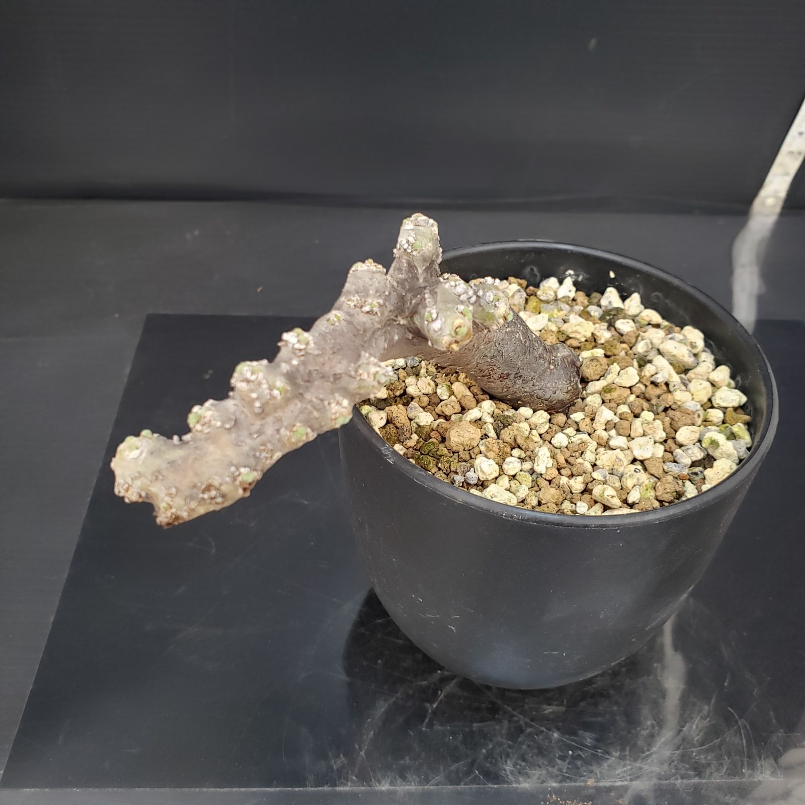 E435【自社養生株】モンソニア ムルチフィダ（現地球・発根株・鉢植え