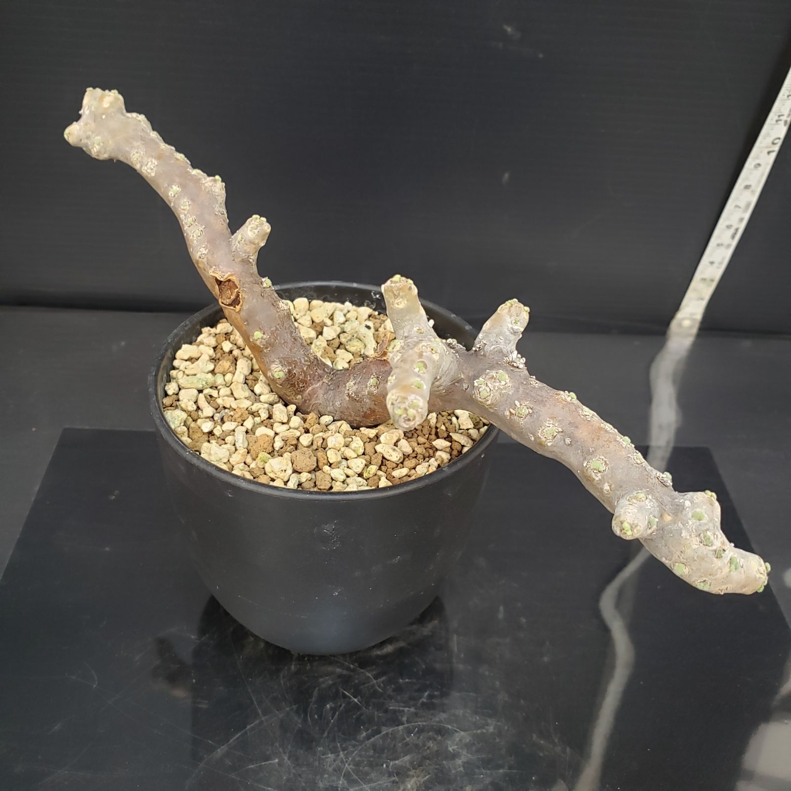 E436【自社養生株】モンソニア ムルチフィダ（現地球・発根株・鉢植え